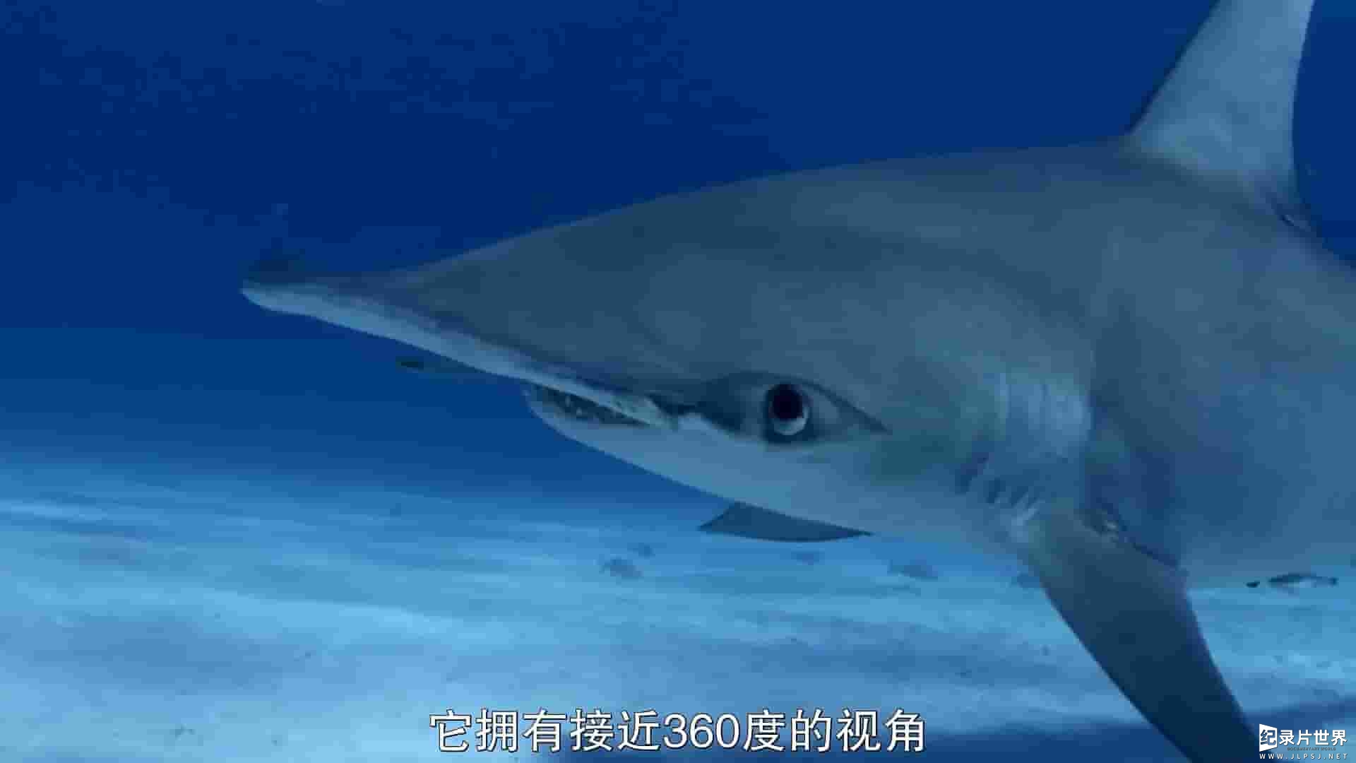 国家地理《濒危锤头鲨/巨大双髻鲨 Mega Hammerhead 2016》全1集