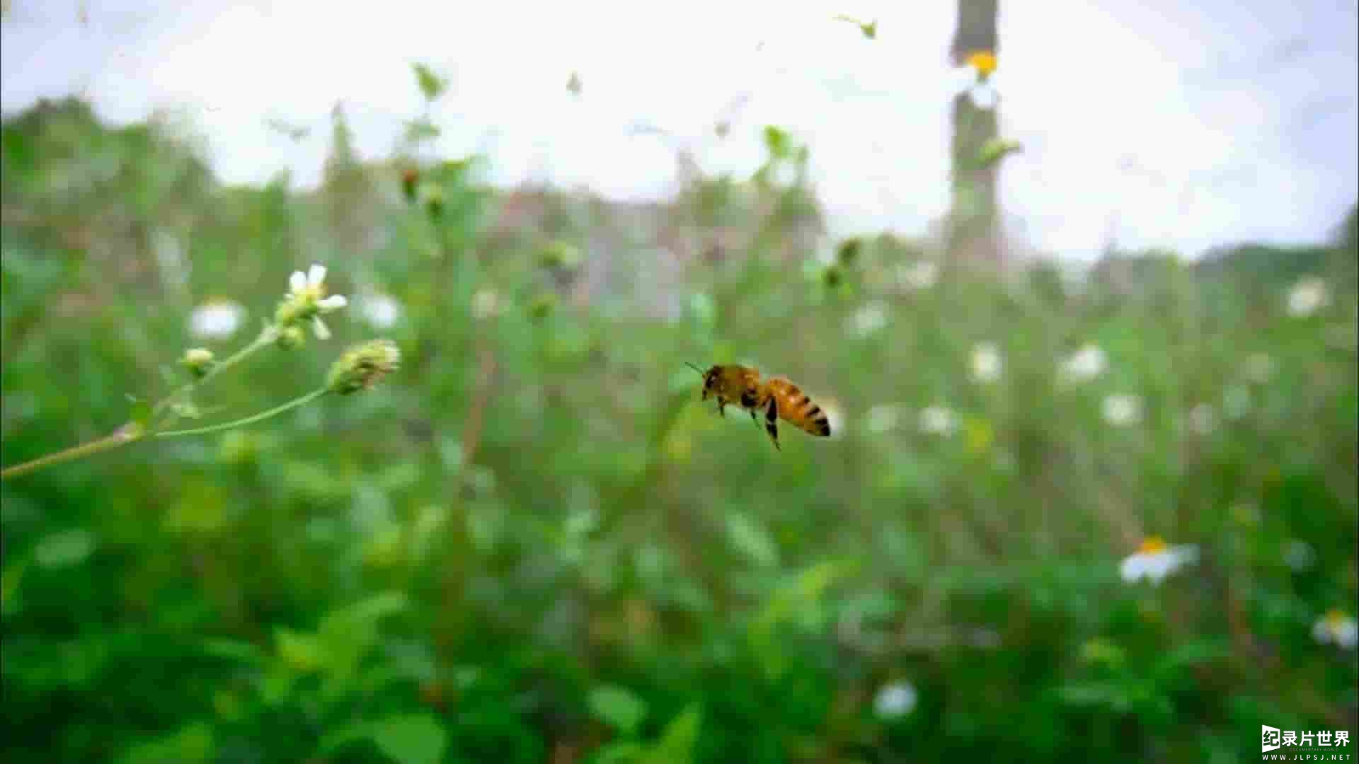 PTS公视《蜂狂 Toxic Bees- Natures’s Mayday 2014》全1集 