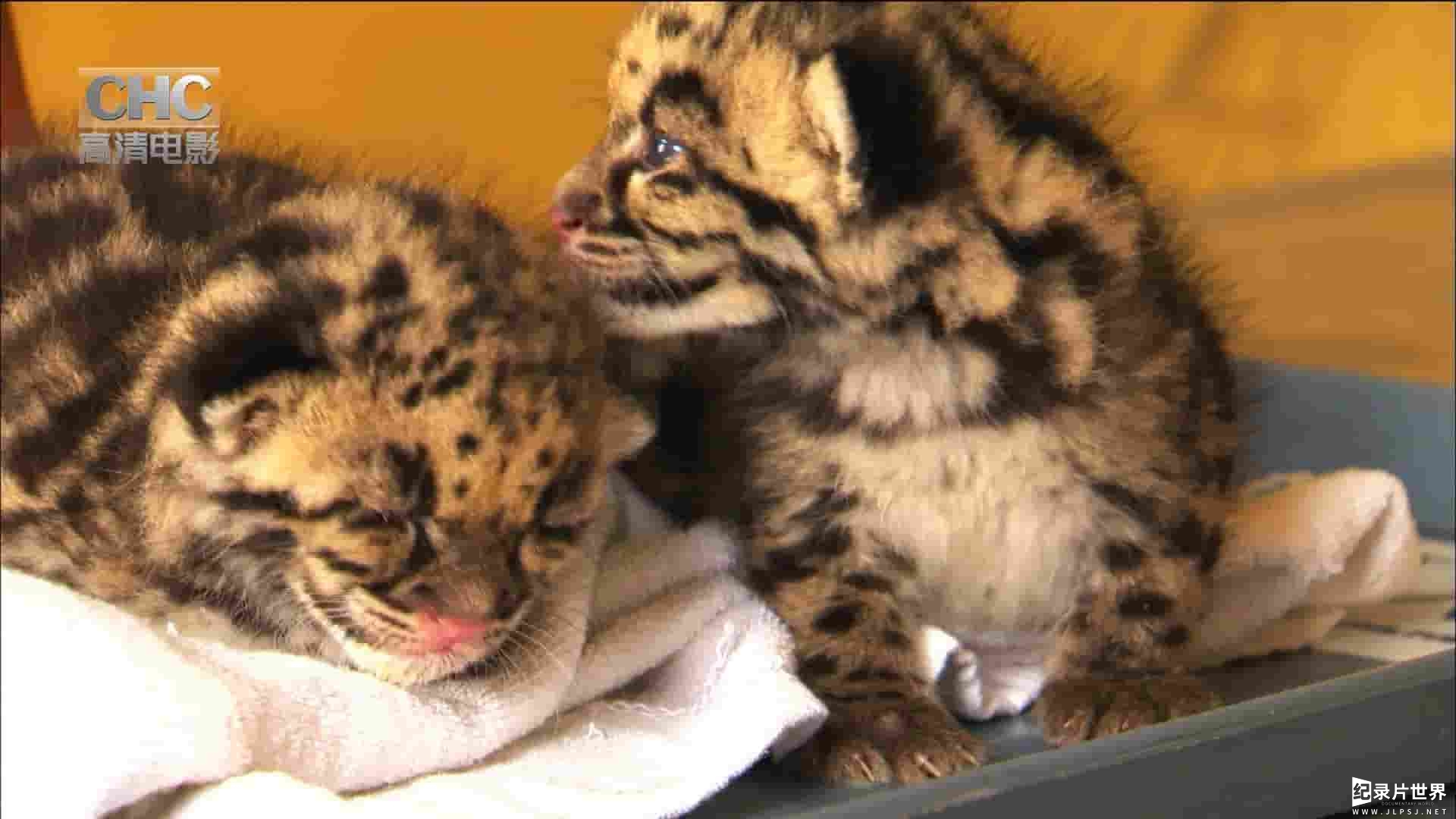 CHC纪录片《云豹的回归 Return of the Clouded Leopards 2011》全1集 