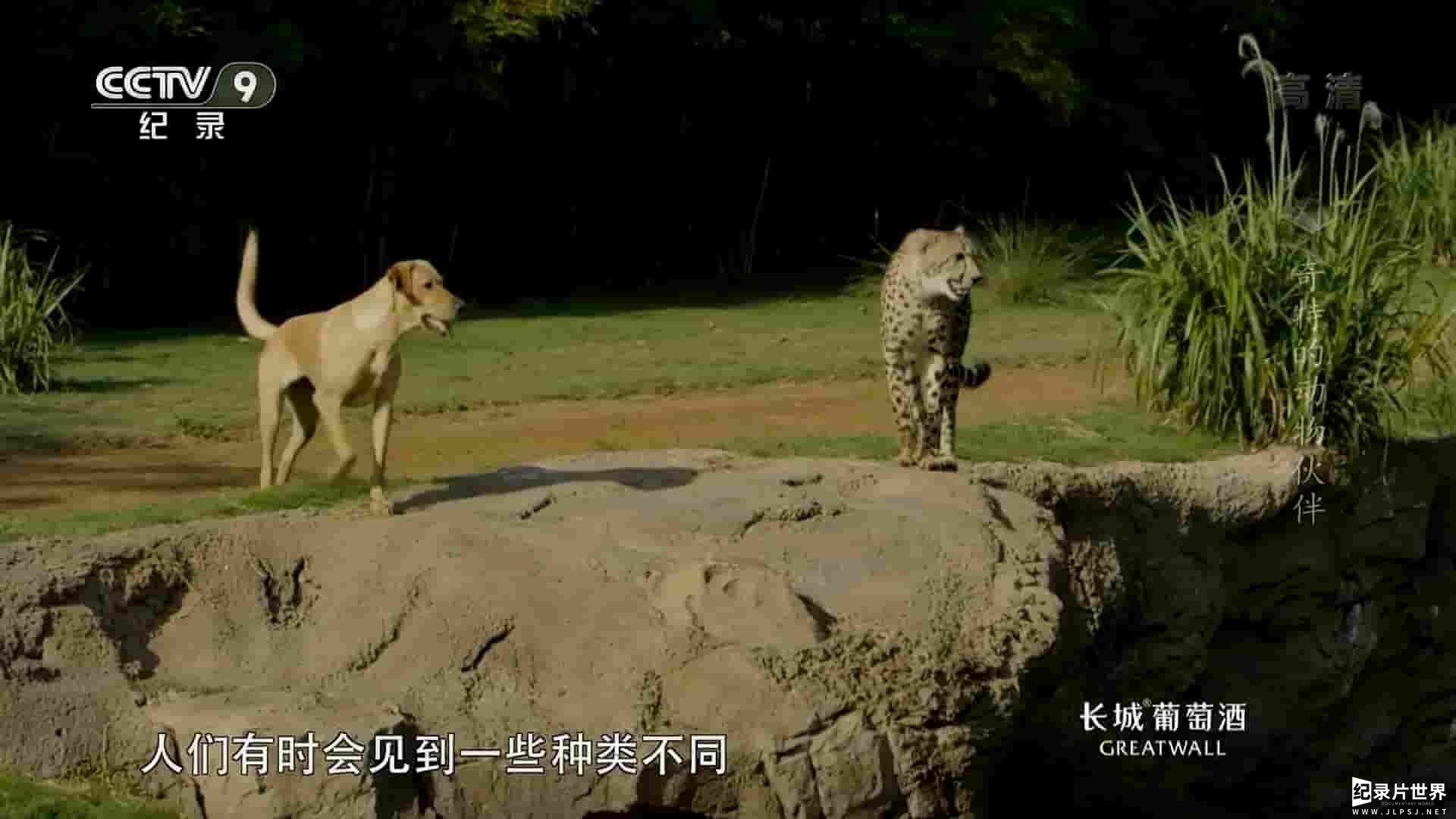 BBC纪录片《奇特的动物伙伴 Animal Odd Couples 2013》全1集