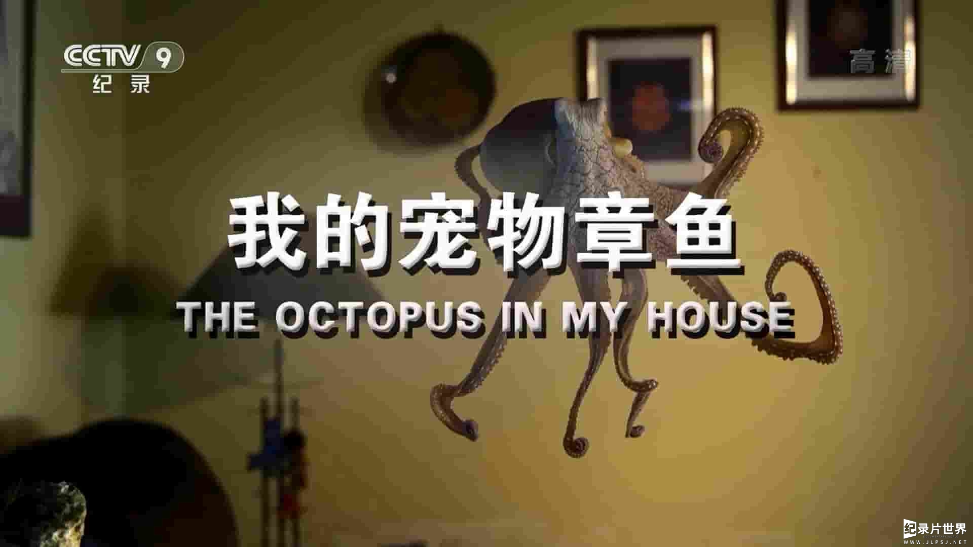 BBC纪录片《我的宠物章鱼 The Octopus in My House 2019》全1集