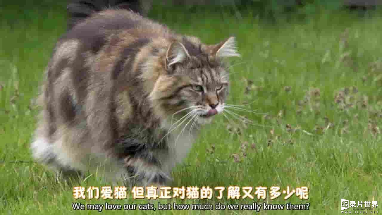 BBC地平线系列《猫的秘密生活 The Secret Life of the Cat 2013》全1集