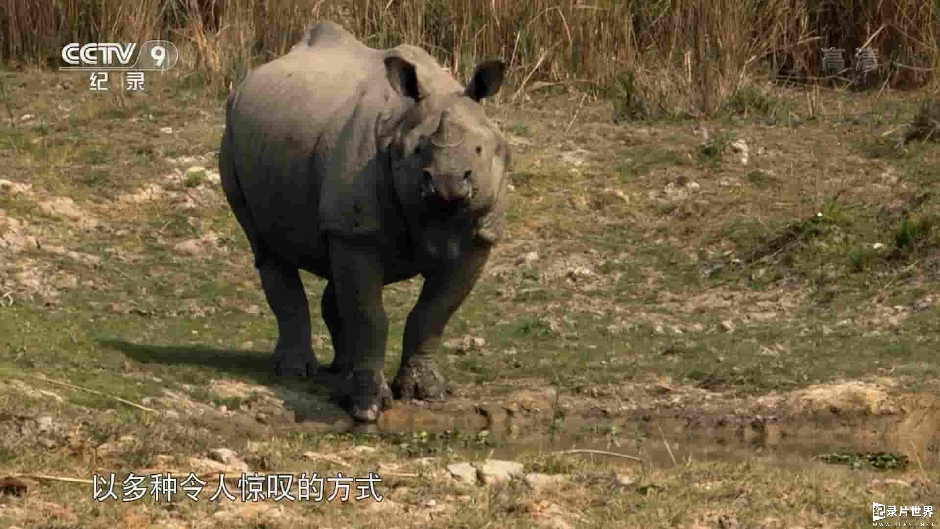 BBC纪录片自然世界《自然界的巨兽/大自然的巨无霸 Nature’s Biggest Beasts 2018》全1集