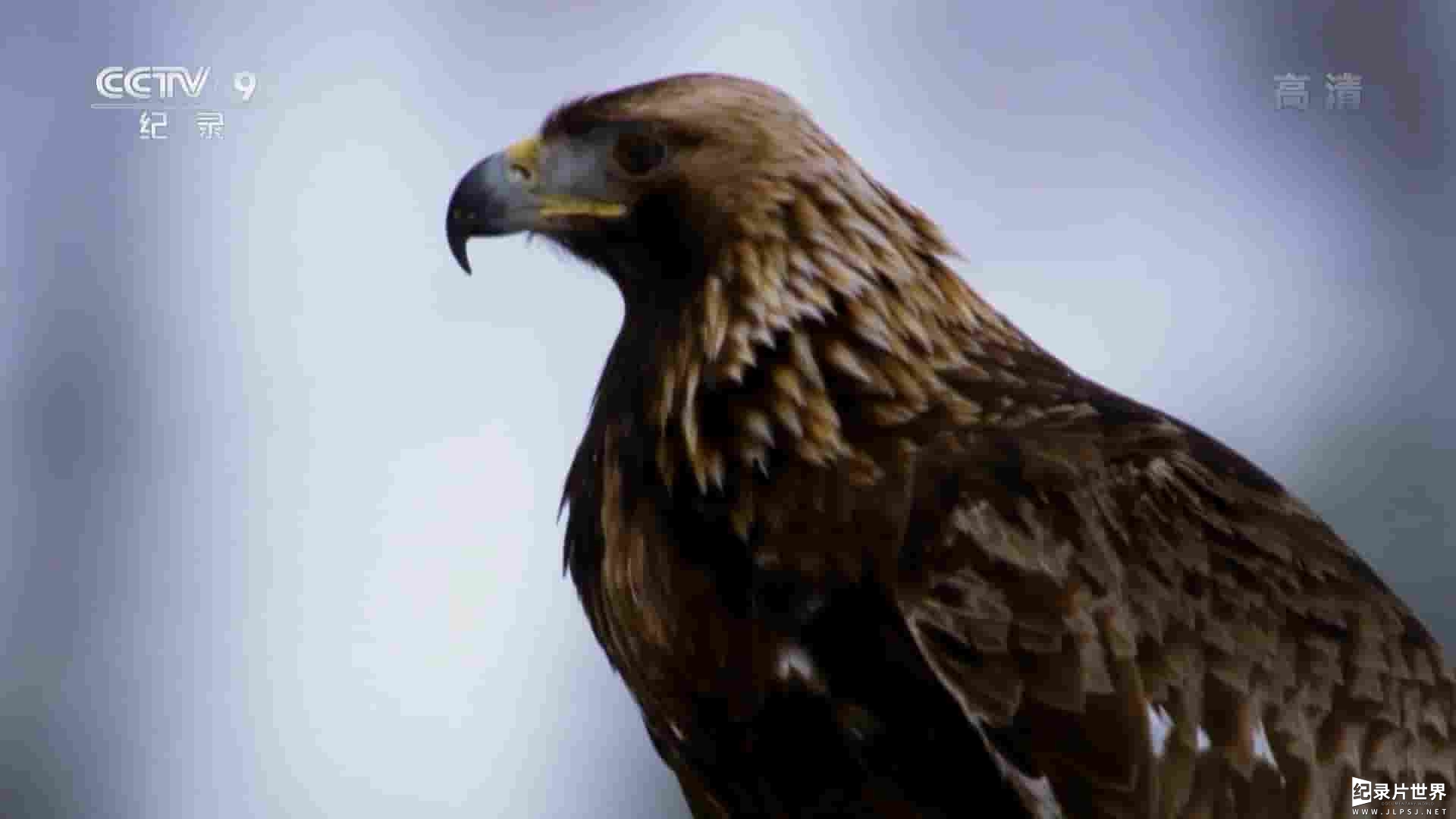 BBC纪录片《高山勇士-金雕 King of the Mountains:The Golden Eagle 2015》全1集 