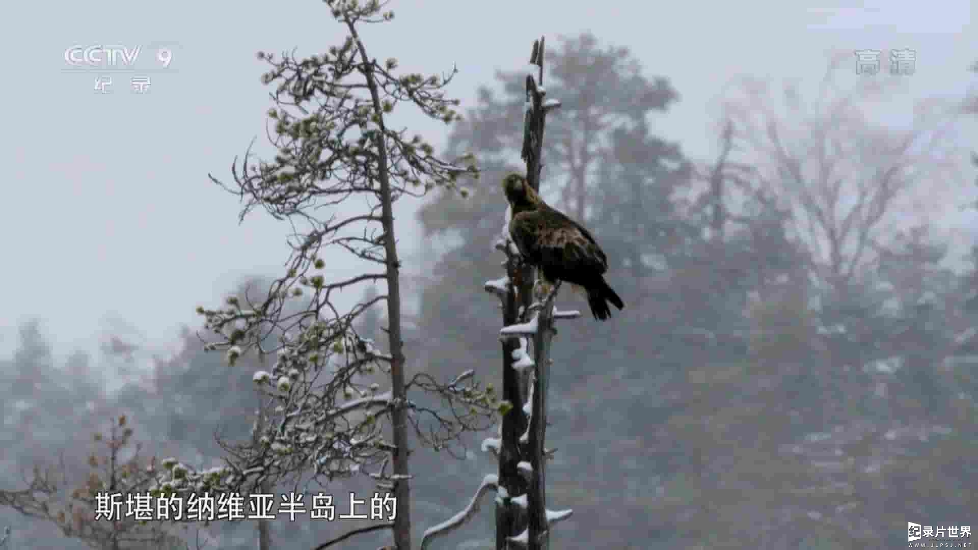 BBC纪录片《高山勇士-金雕 King of the Mountains:The Golden Eagle 2015》全1集 