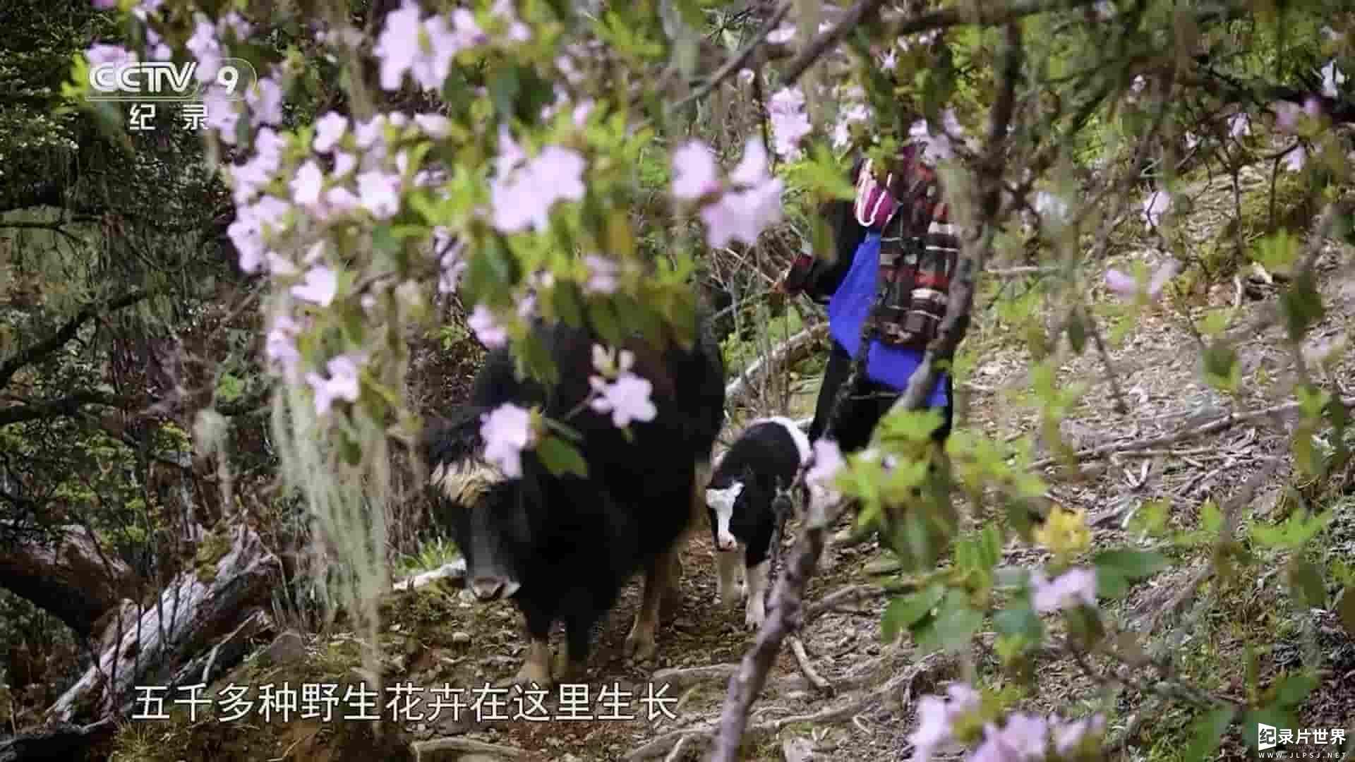 央视纪录片《云上花开 2023》全4集 