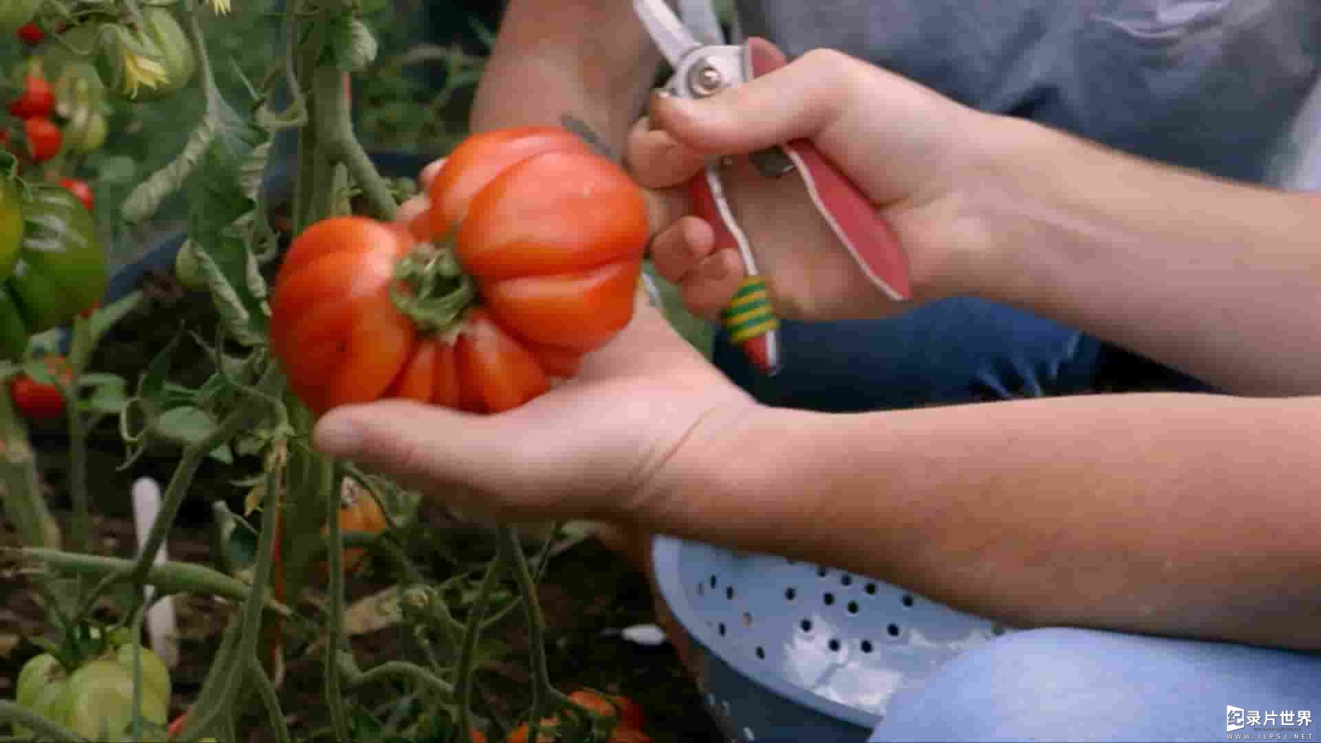 美国纪录片《种植、烹饪、食用 Grow, Cook, Eat 2020》第1-3季全21集