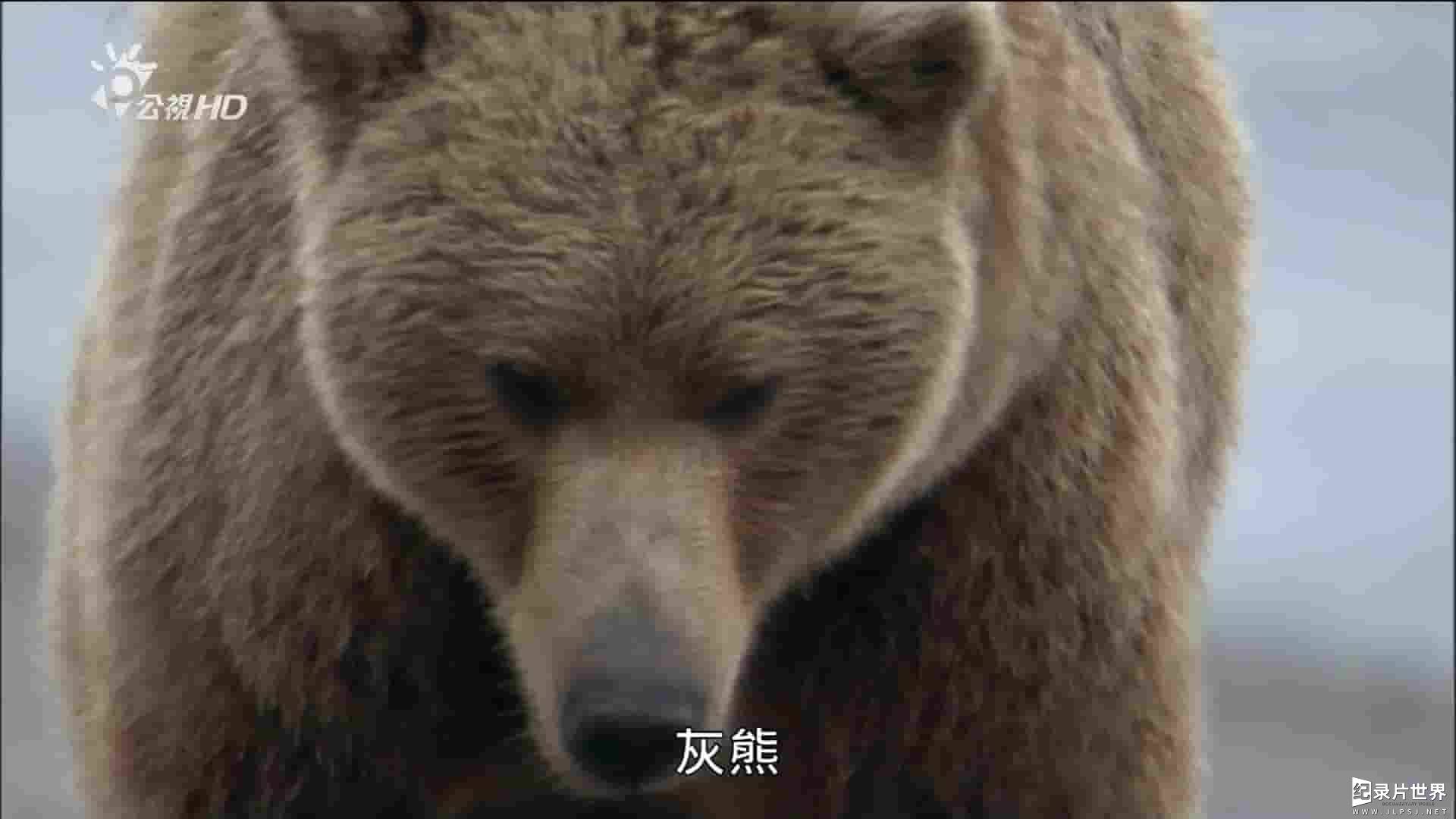 BBC纪录片《灰熊末路 The Last Grizzly 2016》全1集