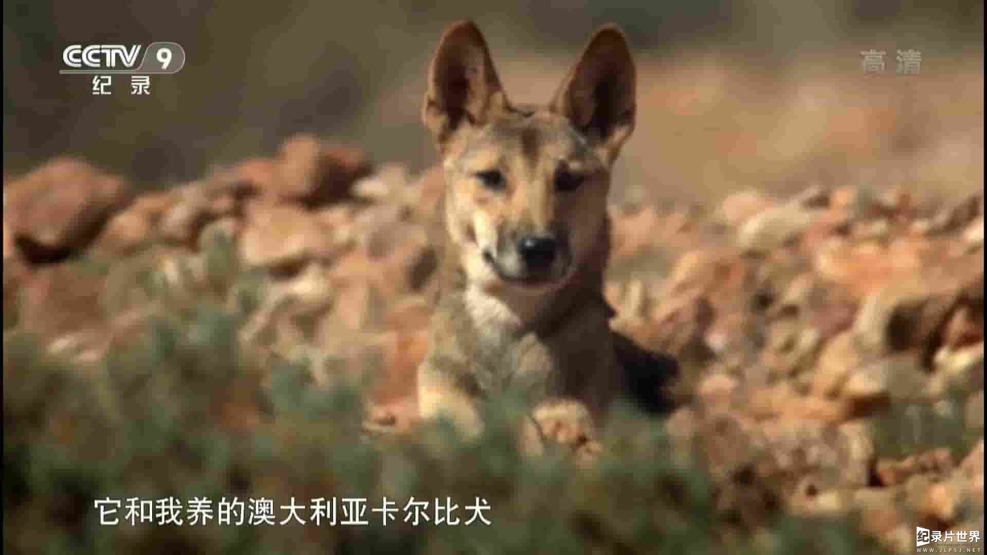 澳大利亚纪录片《澳洲野狗：野性的魅力 Dingo: Wild Dog at War 2013》全1集