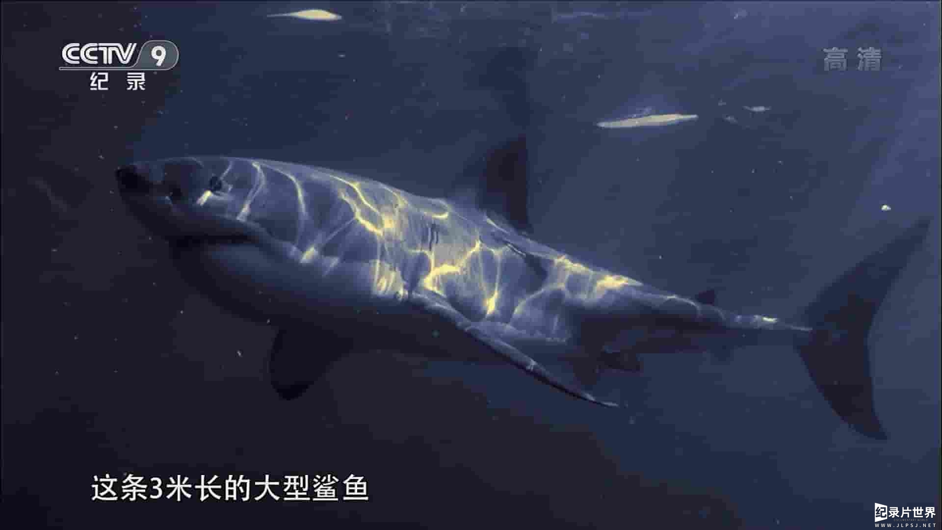 ABC纪录片《海洋猎食者探秘 The Search for the Ocean’s Super Predator 2013》全1集