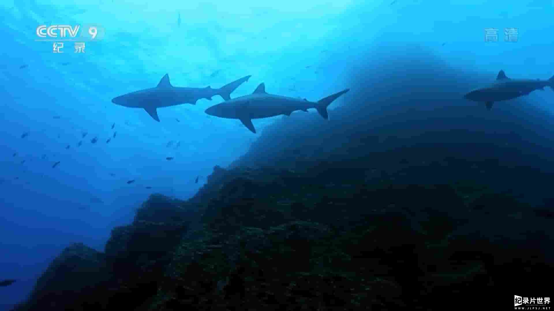 国家地理《鲨鱼天堂 Shark Junction 2014》全1集