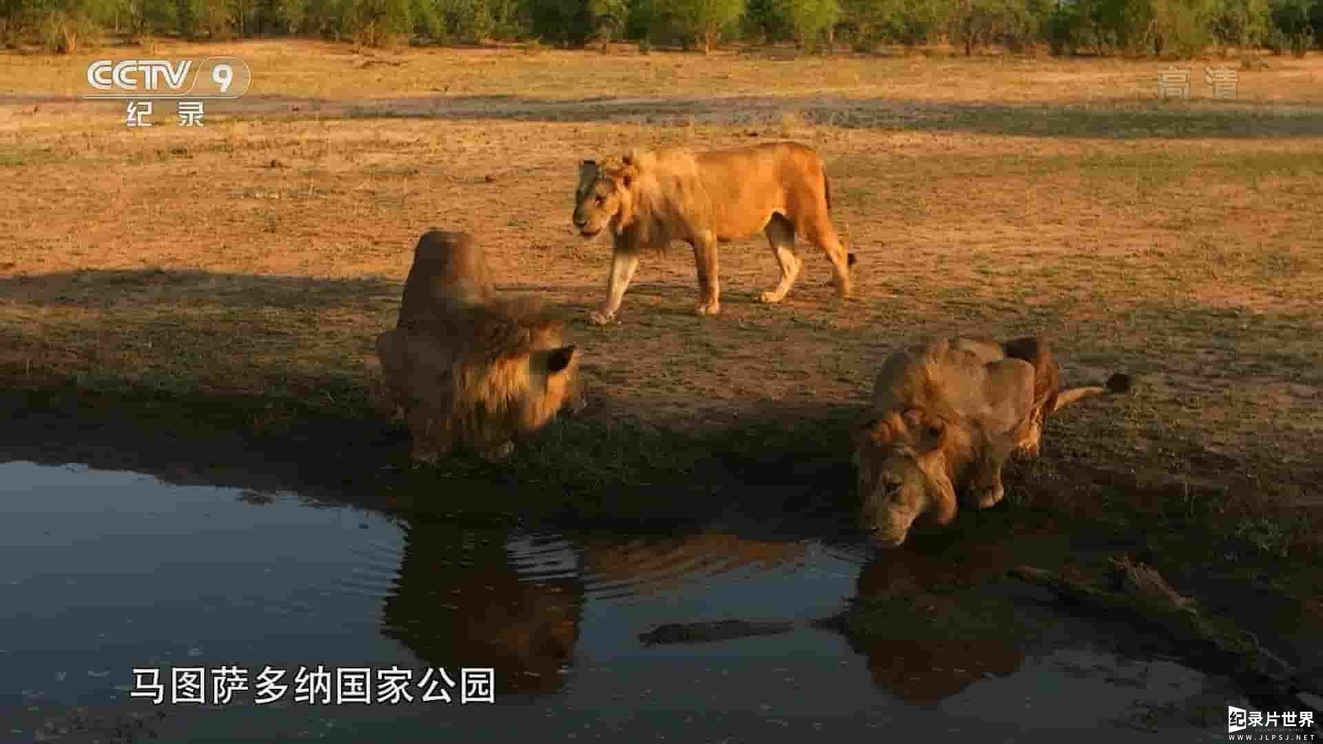 央视改版/BBC纪录片《湖边的狮群 Lions of the Lakeshore 2019》全1集 