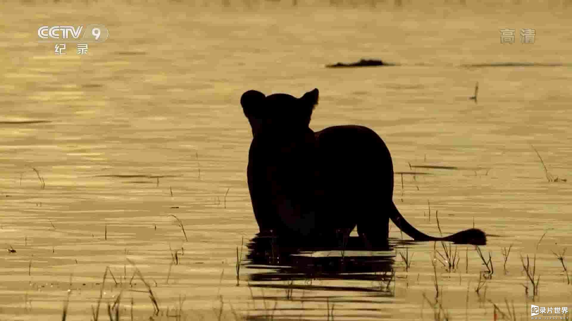 央视改版/BBC纪录片《湖边的狮群 Lions of the Lakeshore 2019》全1集 