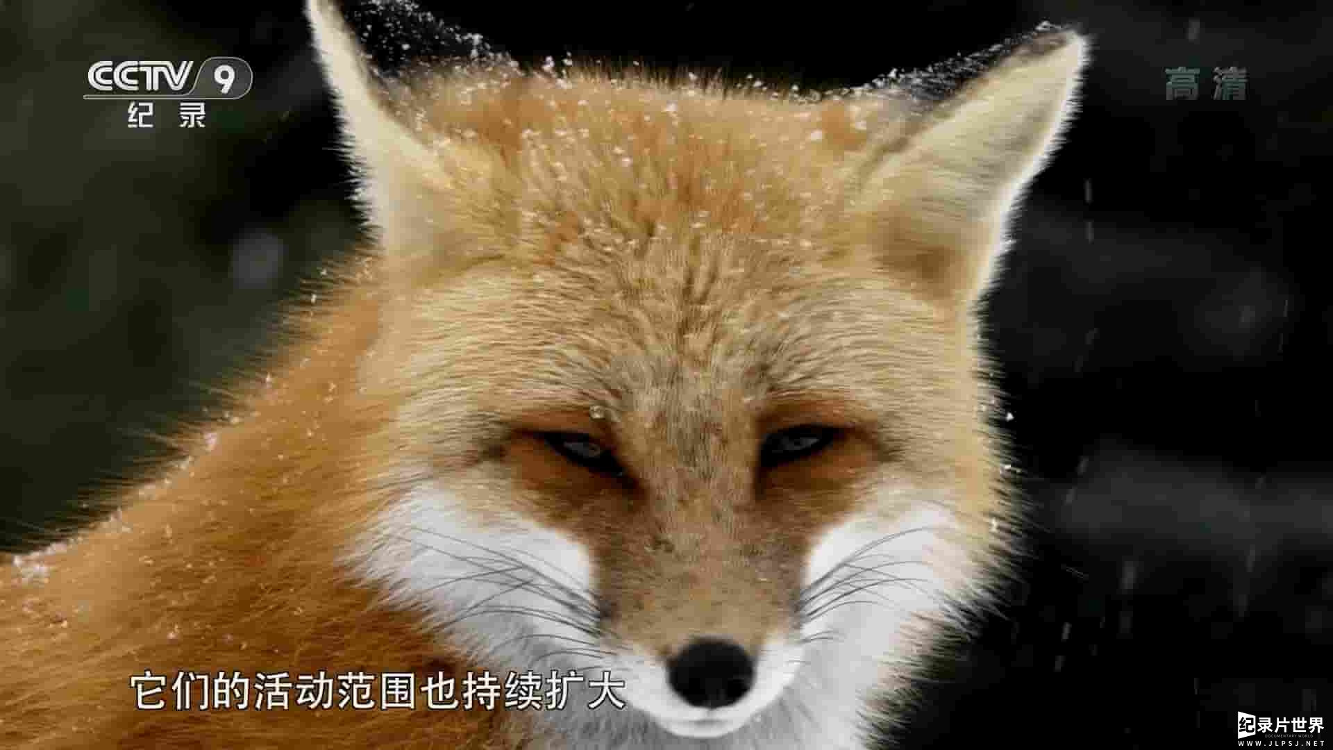  PBS纪录片《赤狐的故事 Fox Tales 2017》全1集