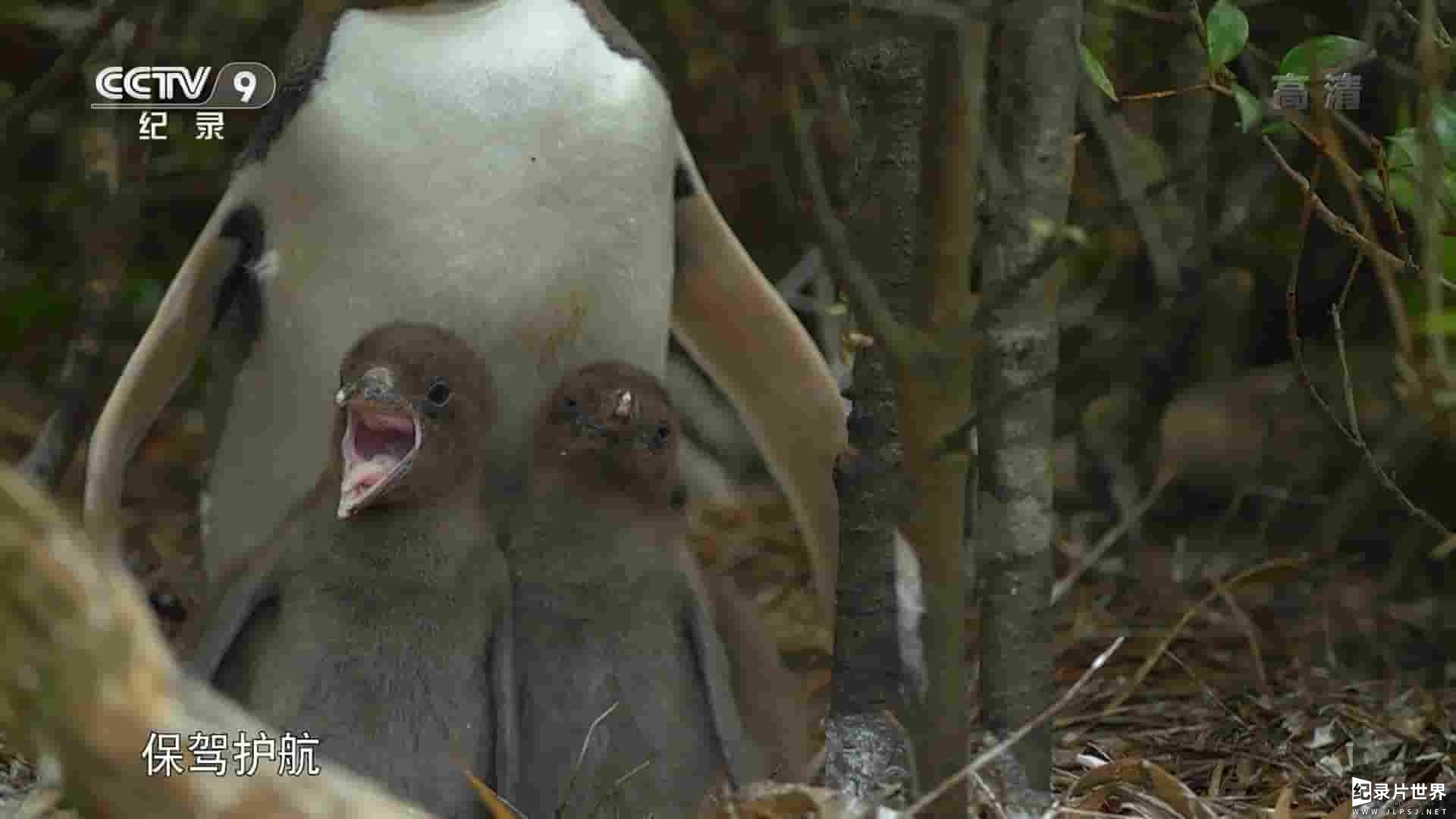 央视改版/国家地理《探秘企鹅王国 Penguin Central 2019》全1集