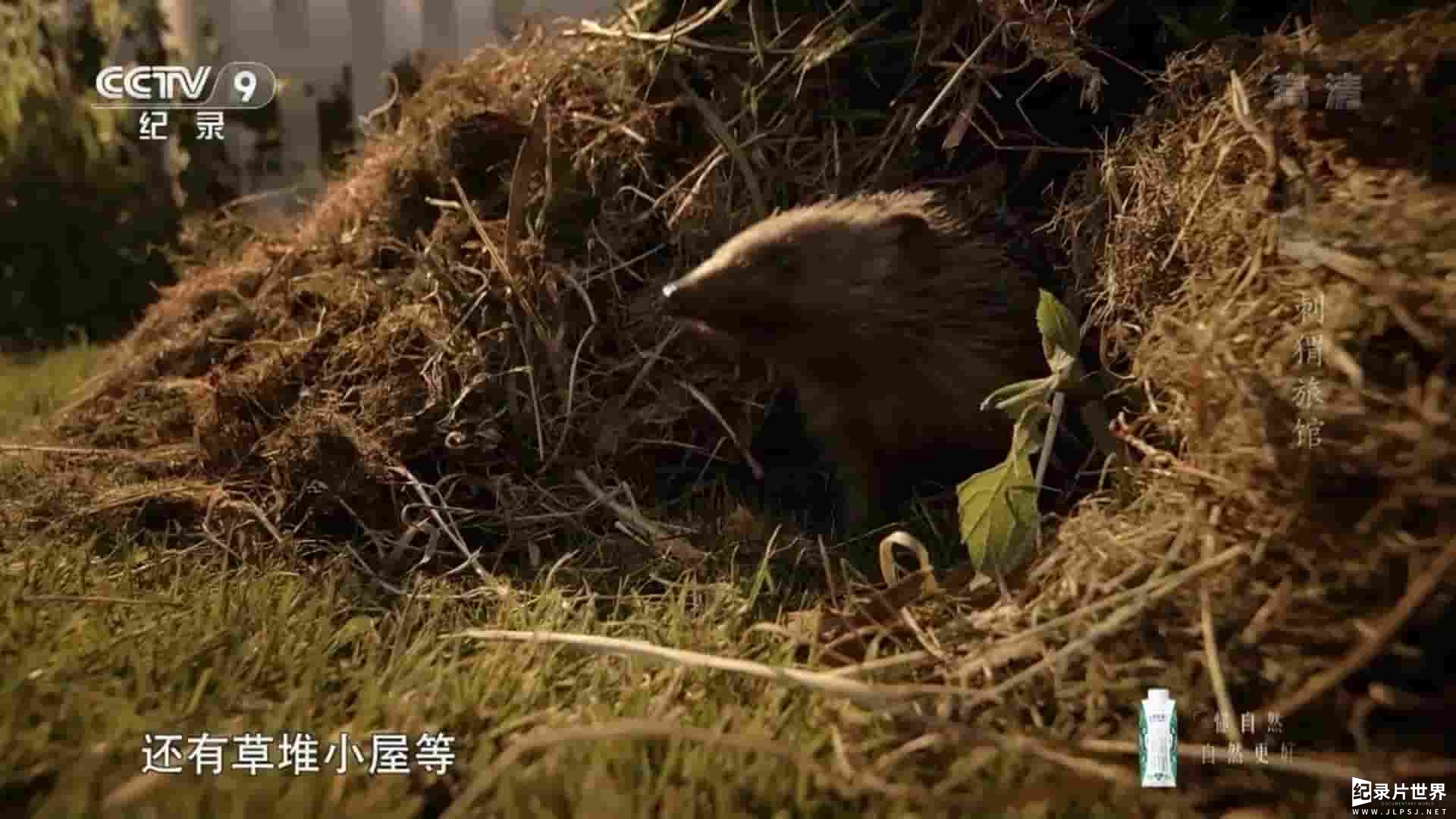  BBC纪录片《刺猬旅馆 Hedgehog Hotel 2015》全1集