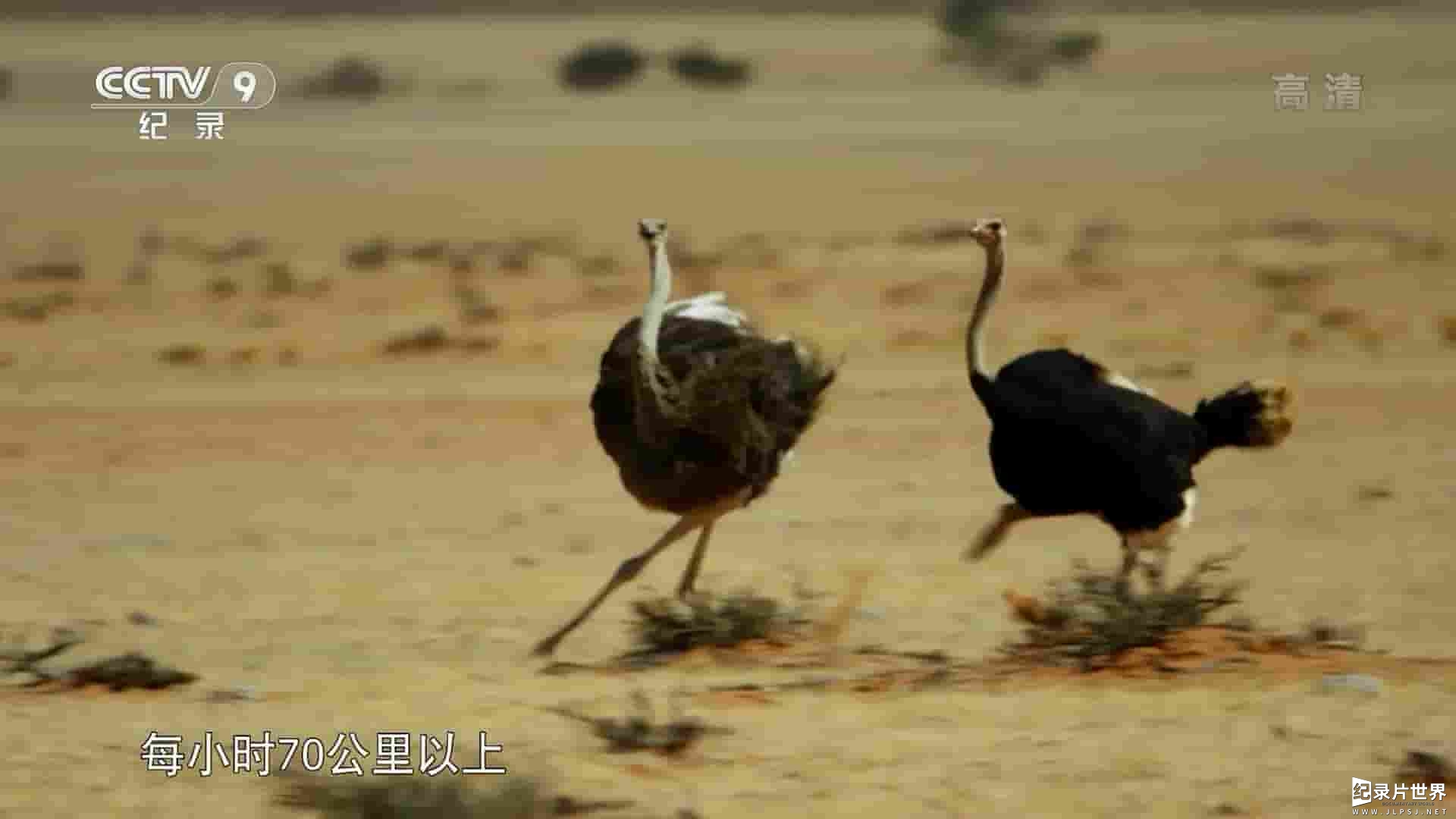 央视改版/奥地利纪录片《鸵鸟 – 奔跑的生命 Ostrich – A Life on the Run 2016》全1集