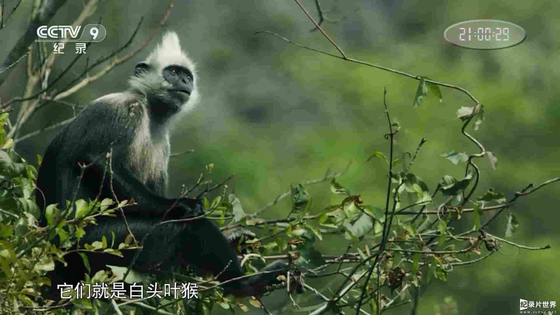 央视纪录片《叶猴王国 China’s Secret Monkey Kingdom 2018》全1集