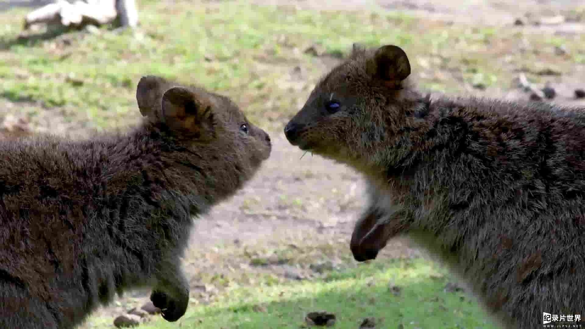 国家地理《超萌袋鼠乐园/洛特尼斯岛：短尾矮袋鼠的王国 Rottnest Island:Kingdom Of The Quokka 2018 》全2集