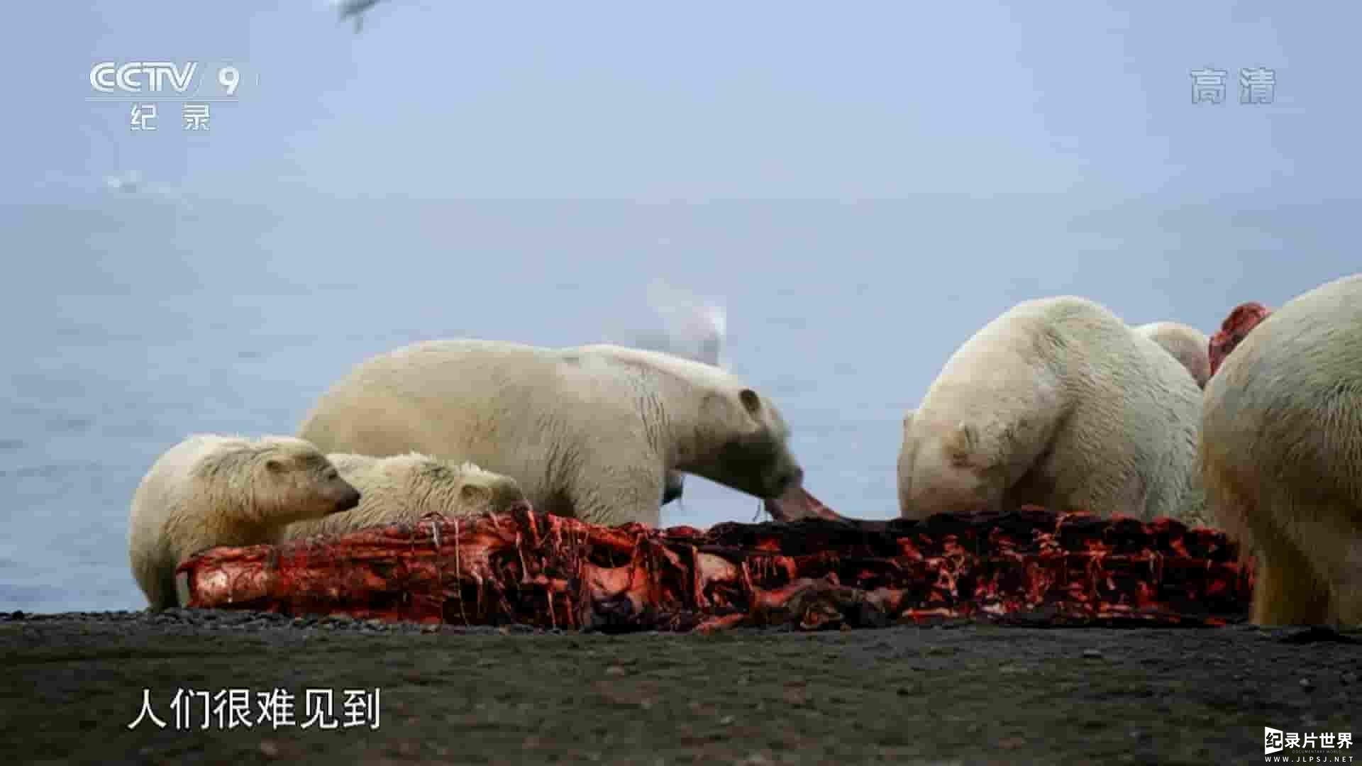 PBS纪录片《北极熊的盛宴 The Great Polar Bear Feast 2016》全1集