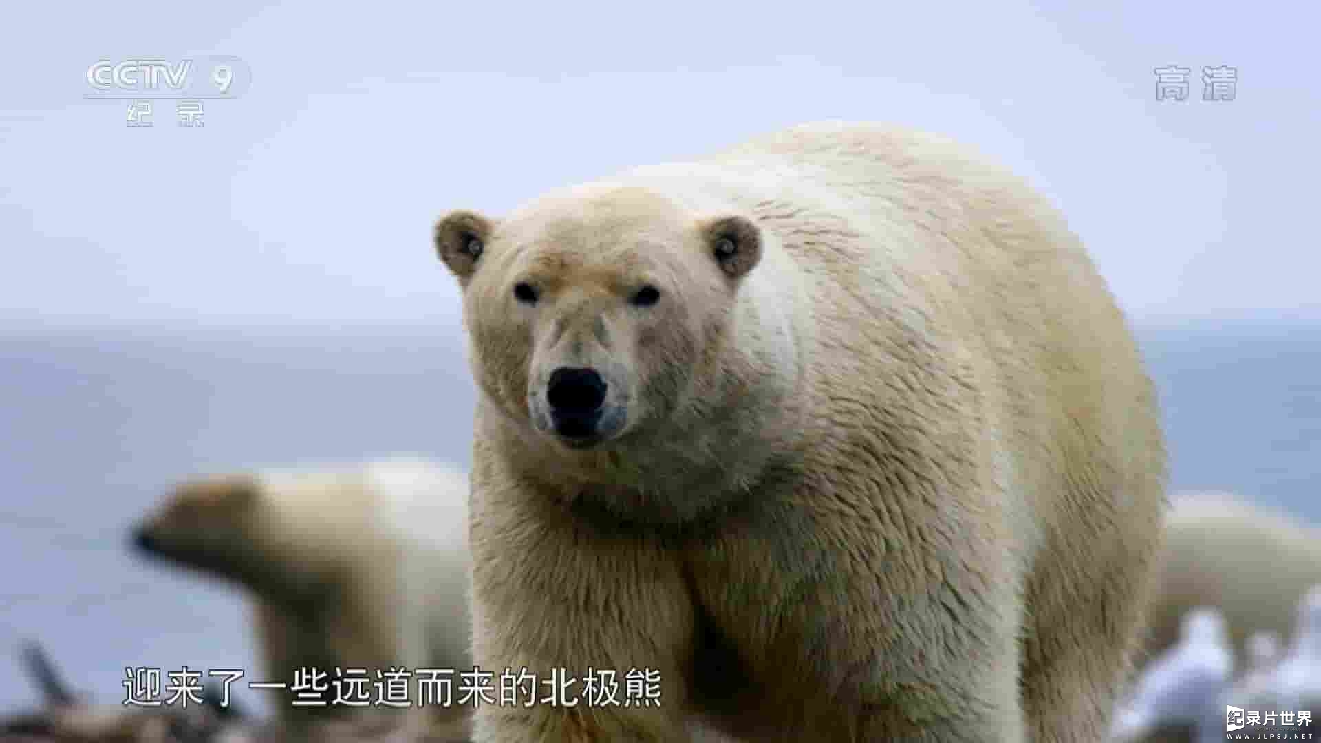 PBS纪录片《北极熊的盛宴 The Great Polar Bear Feast 2016》全1集