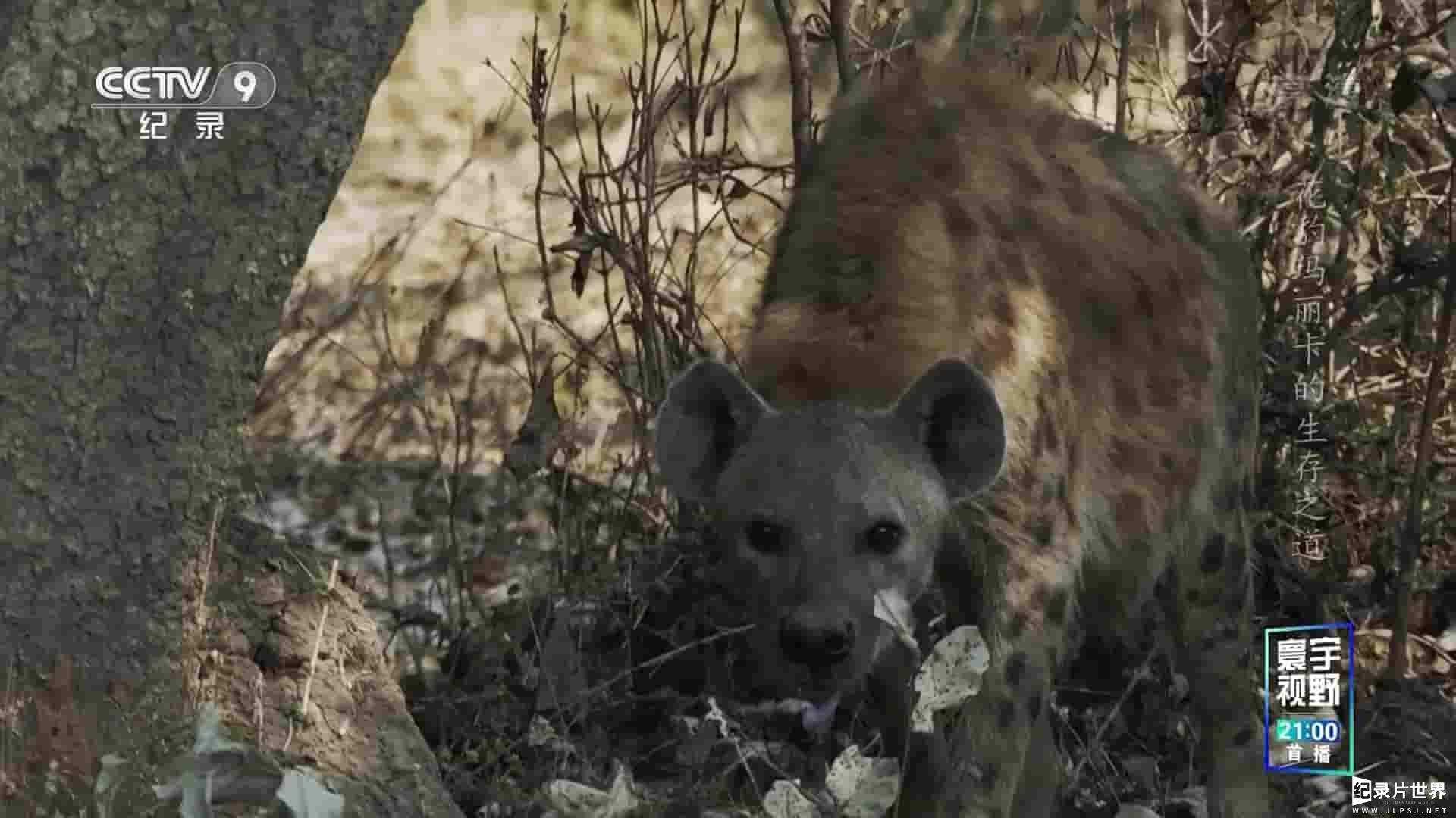 史密森频道 《花豹玛丽卡的生存之道 Malika Leopard Huntress 2018》全1集