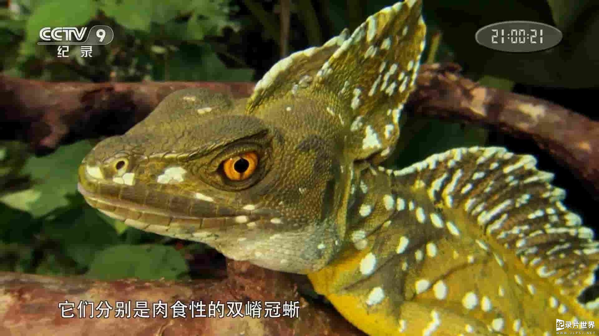 NHK纪录片《生存本能：美洲鬣蜥与双嵴冠蜥 Survival Instincts: Lguana vs Basilisk 2019》全1集