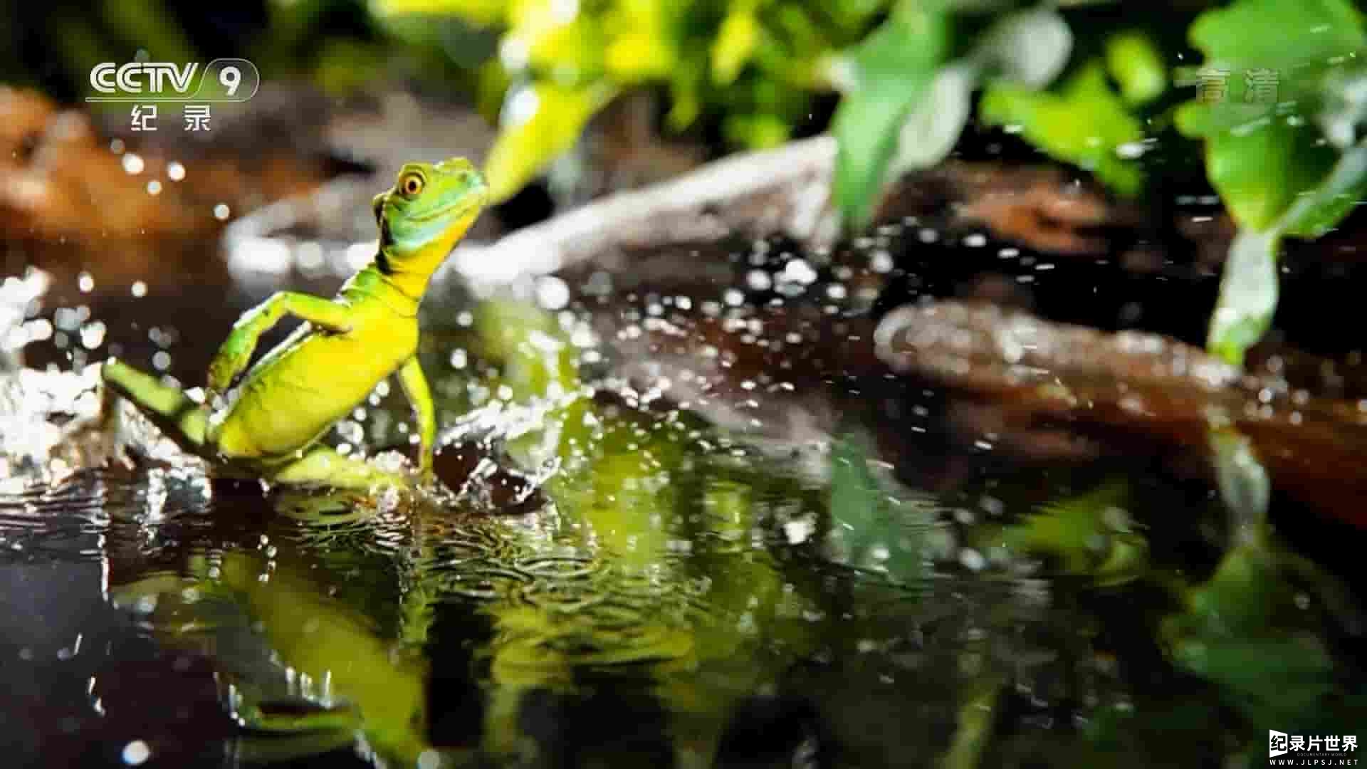 NHK纪录片《生存本能：美洲鬣蜥与双嵴冠蜥 Survival Instincts: Lguana vs Basilisk 2019》全1集