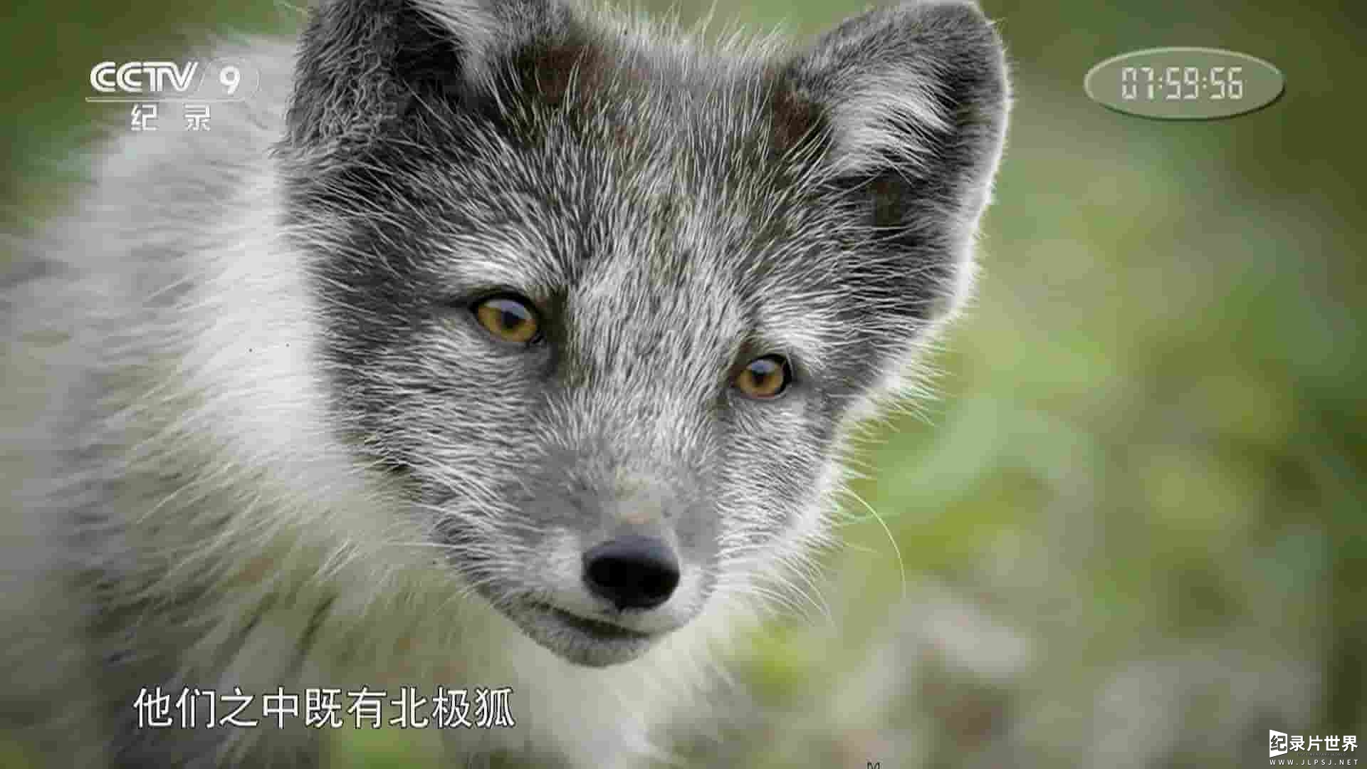 央视改版/BBC纪录片《野性冰岛 Iceland A Wild Life 2018》全3集