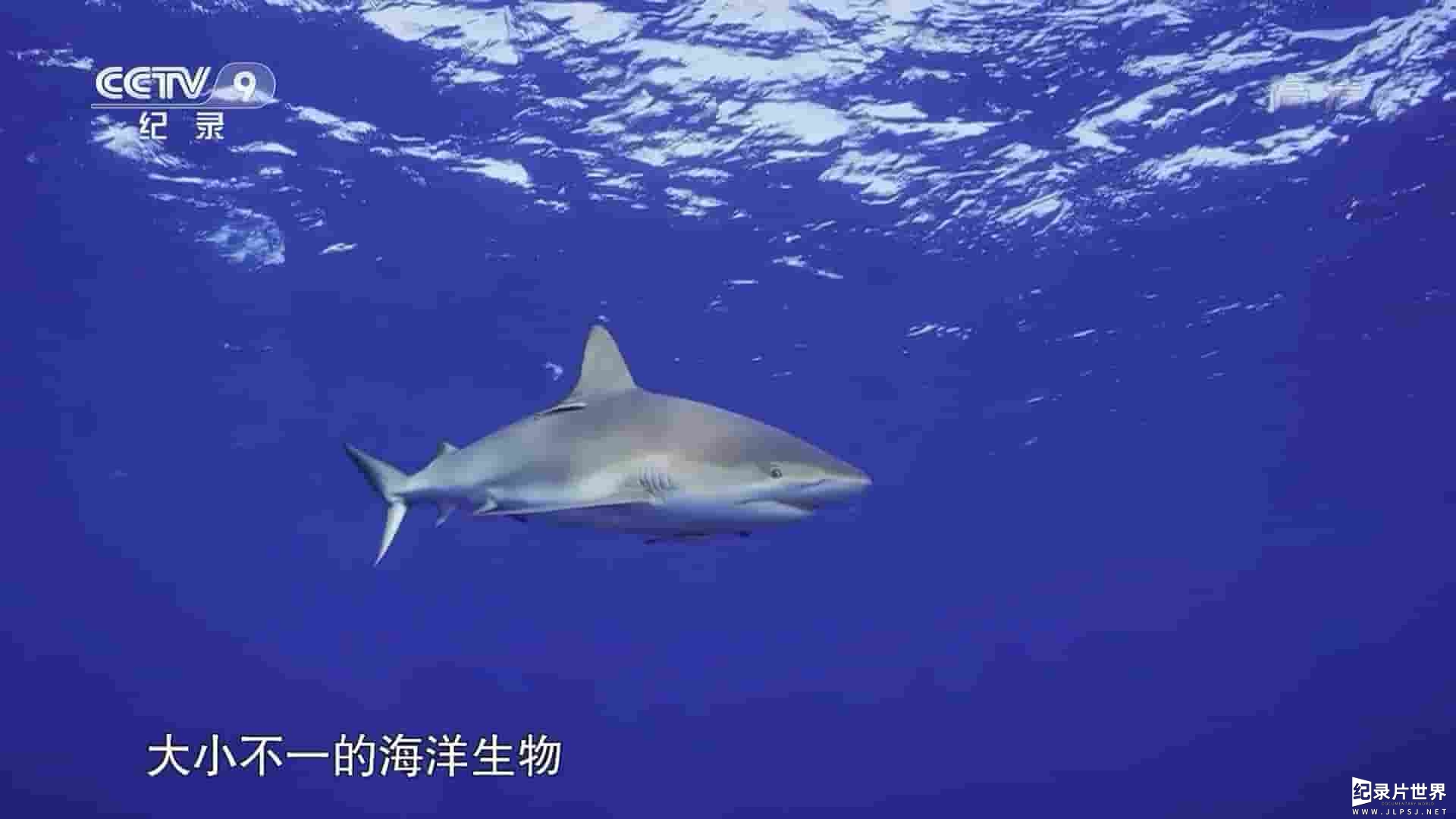 央视改版/西班牙纪录片《海洋生命之歌 Life in the Blue 2016》全1集