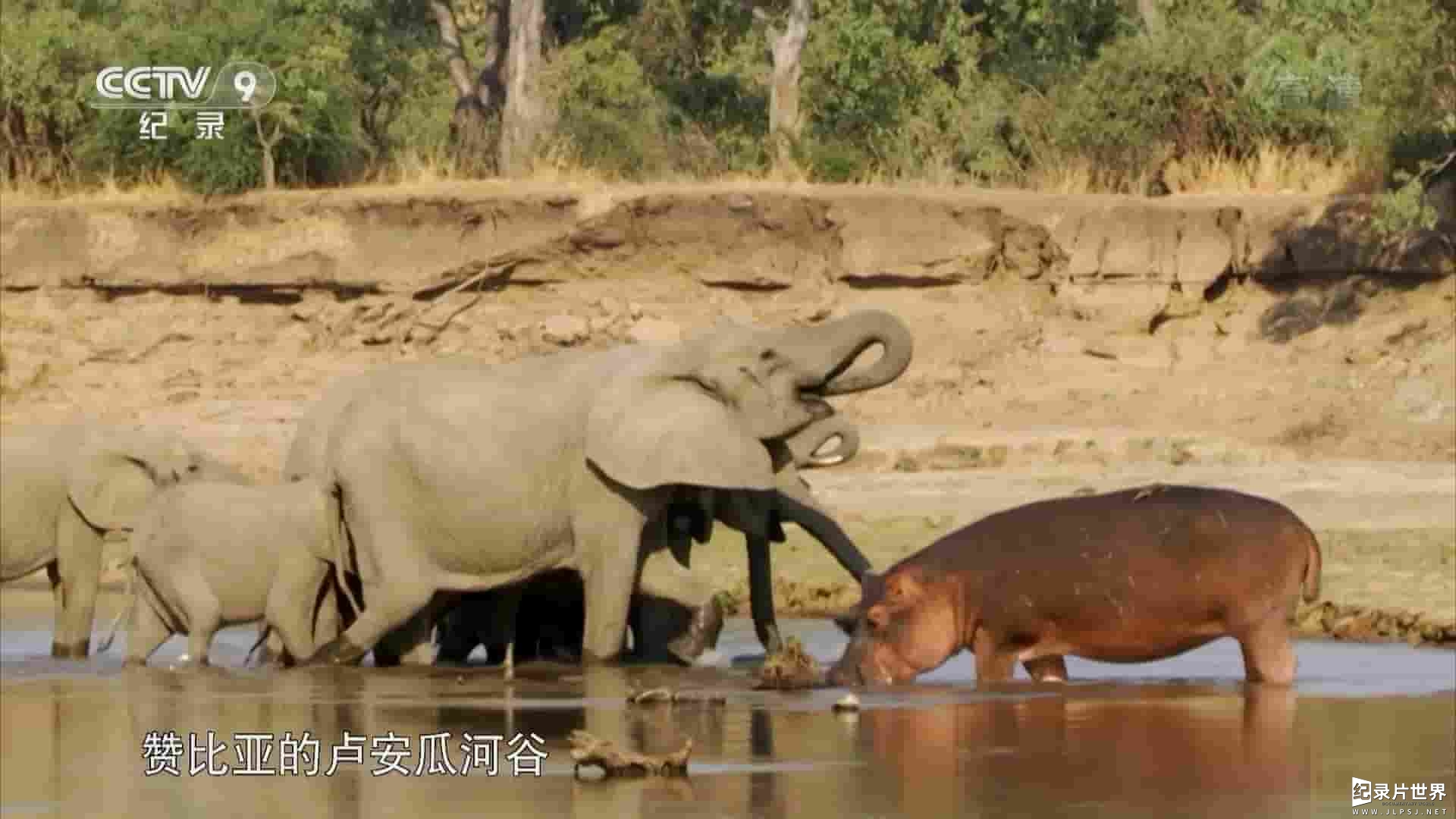 央视改版/BBC纪录片《雨季倒计时 Countdown to the Rains 2013》全3集 