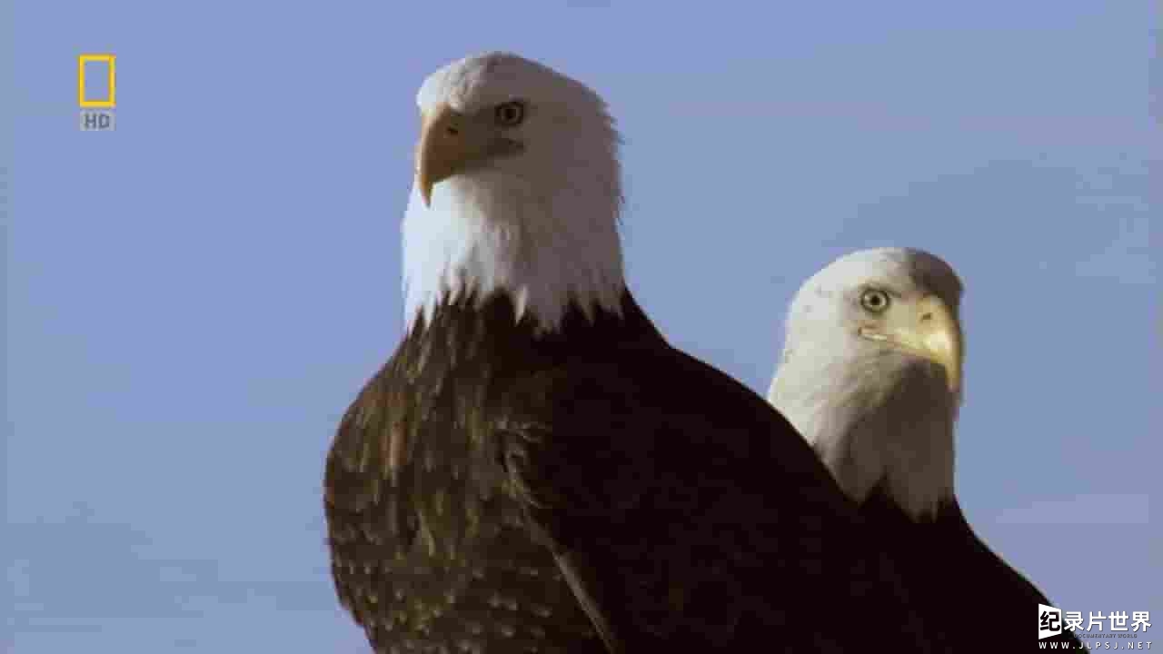 国家地理频道《美国国鸟：白头海雕传奇 American Eagle 2008》全1集