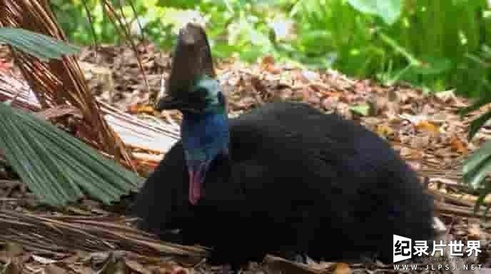 BBC纪录片《鹤鸵 Cassowaries 2009》全1集