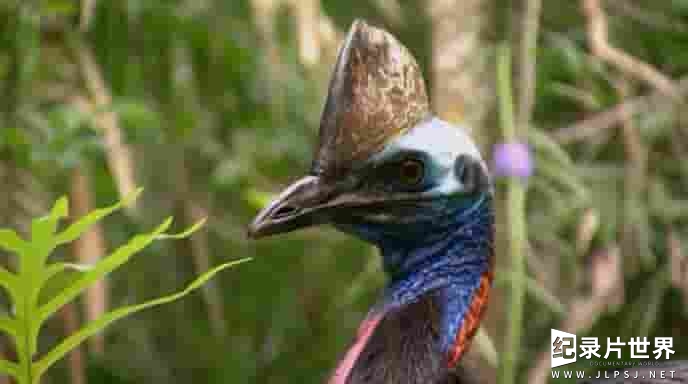 BBC纪录片《鹤鸵 Cassowaries 2009》全1集