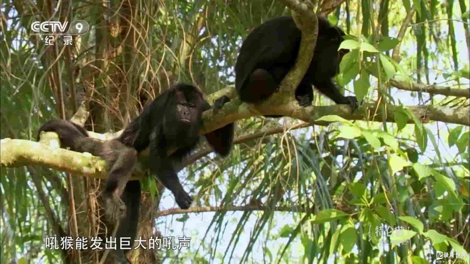 央视改版/BBC纪录片《野蛮学校 Wild School 2018》全6集