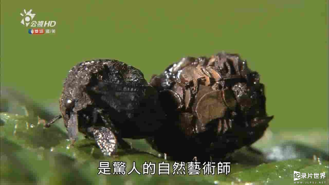 PTS公视《昆虫变身秀 Mimic Treehoppers》全1集