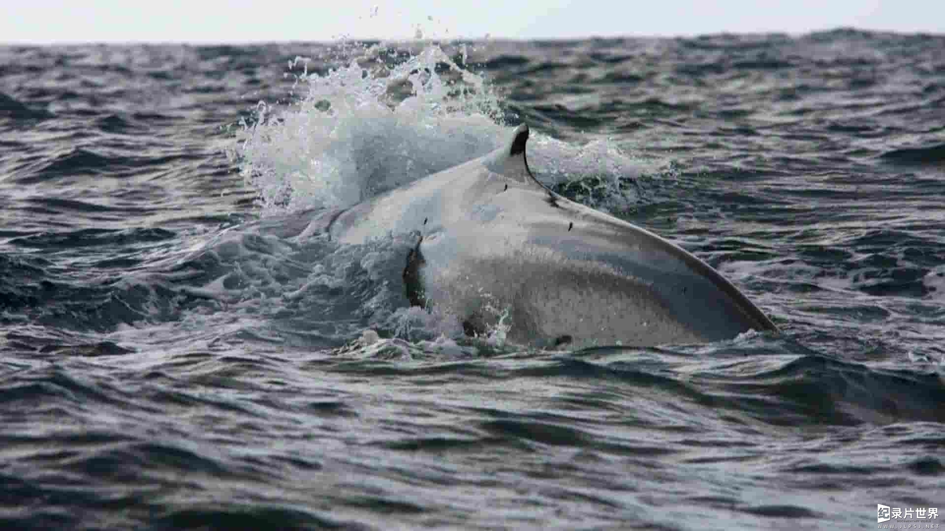 国家地理《蓝鲸王国 Kingdom Of The Blue Whale 2009》全1集