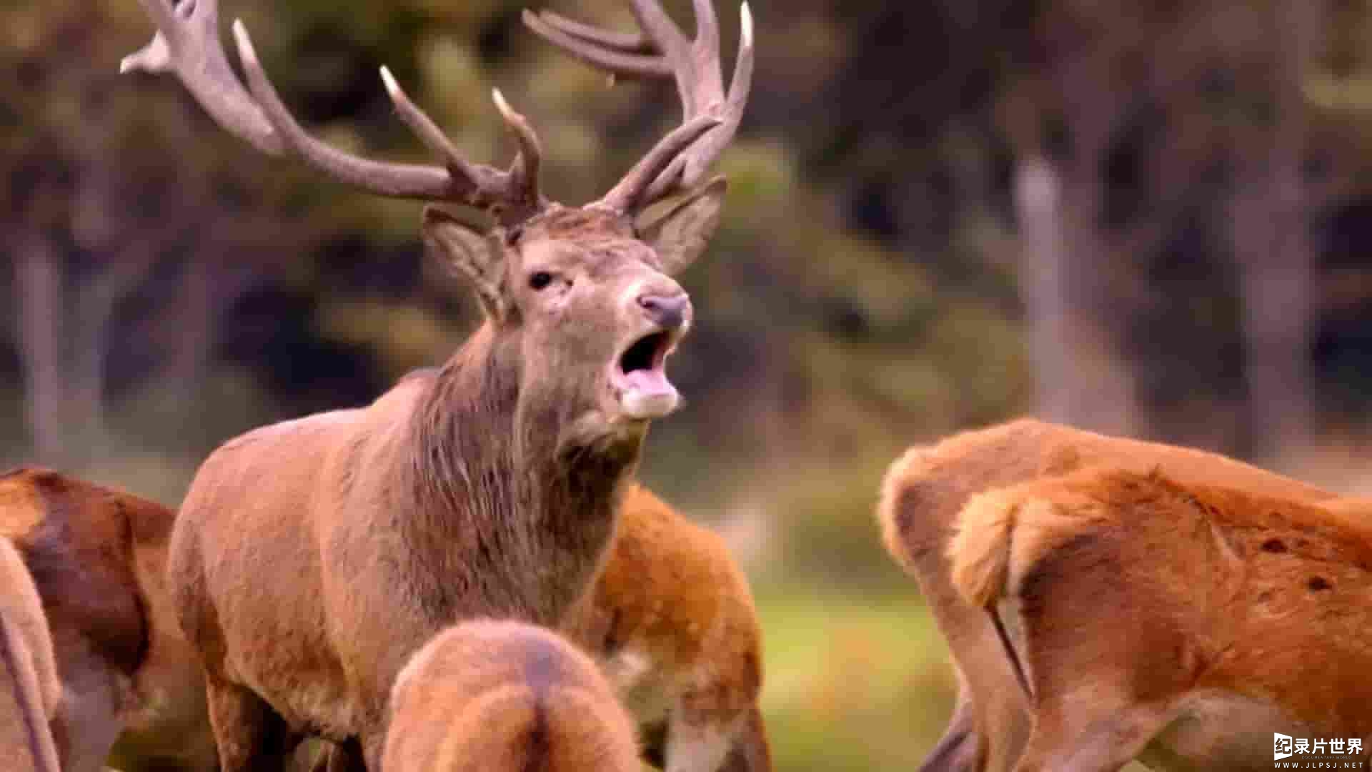 BBC纪录片《威尔士：狂野大地/野性威尔斯 Wales: Land of the Wild 2019》全4集