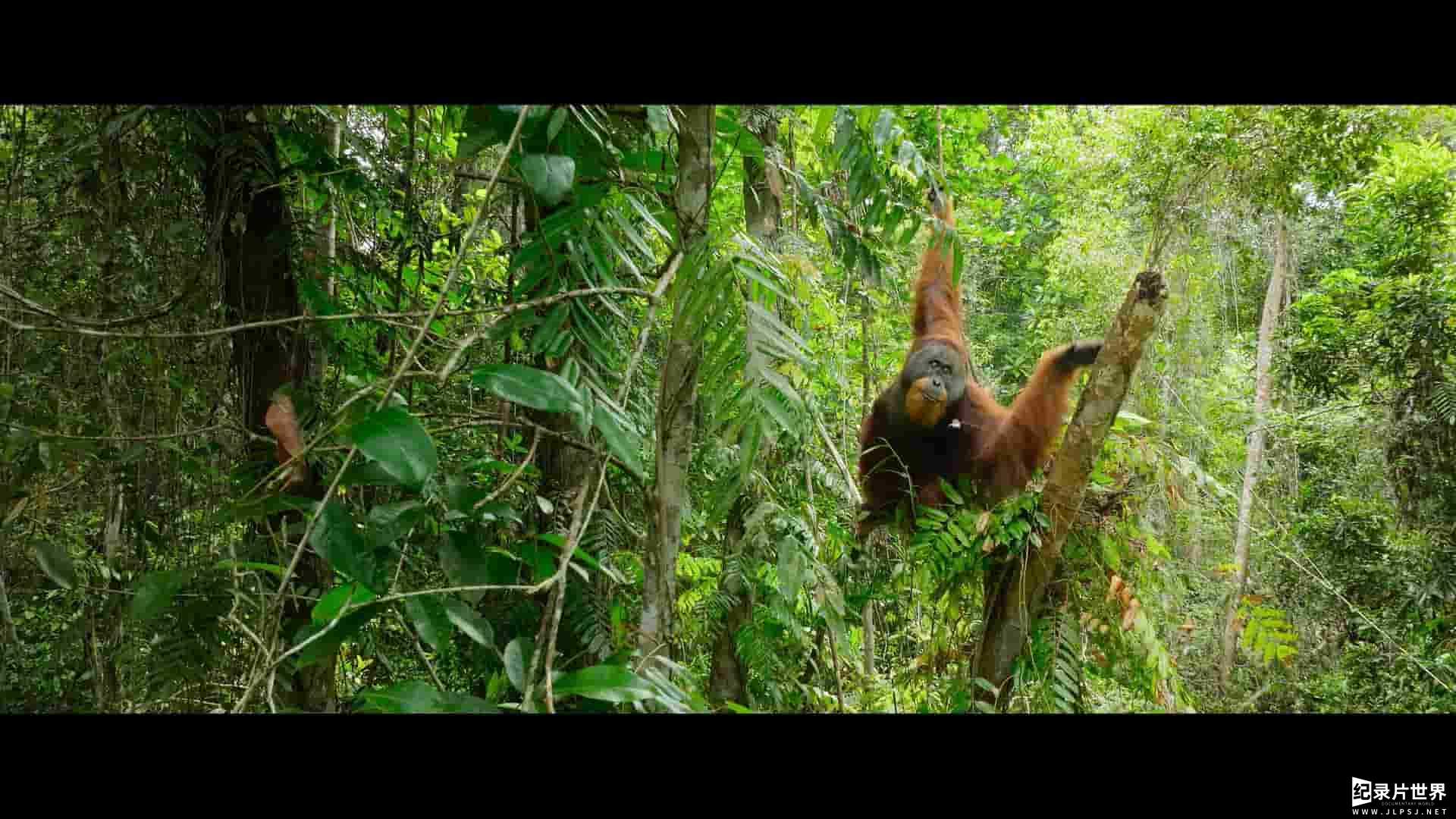 BBC纪录片《红毛猩猩的秘密生活 Secret Lives of Orangutans 2024》全1集