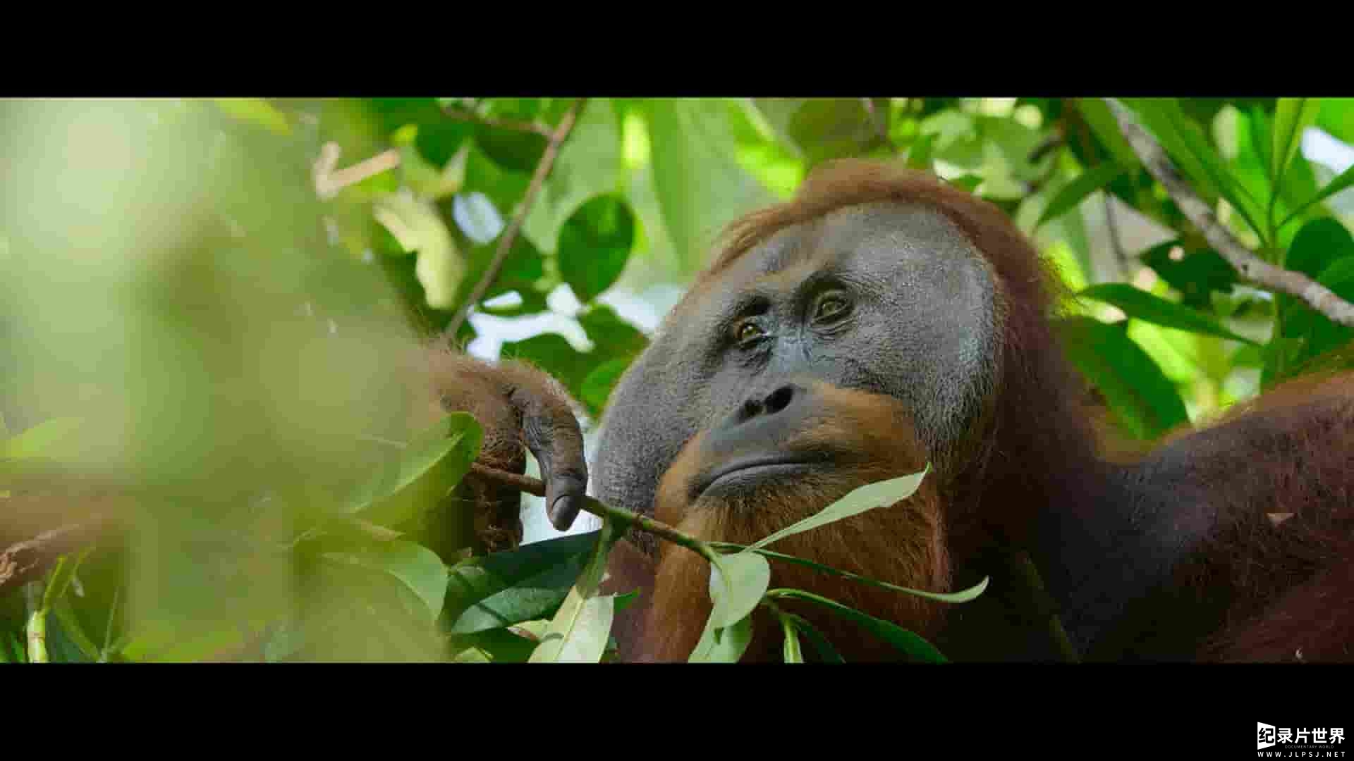 BBC纪录片《红毛猩猩的秘密生活 Secret Lives of Orangutans 2024》全1集