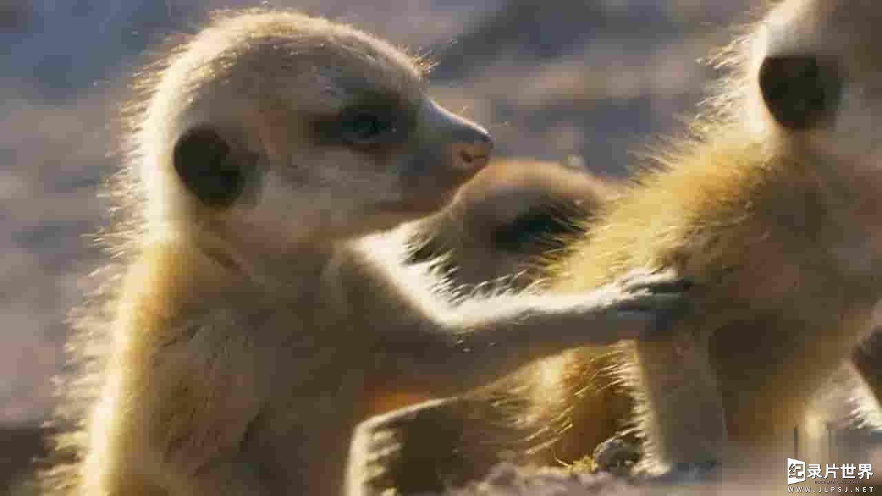 BBC纪录片《王朝：狐獴特辑 Dynasties: Meerkat Special 2020》全1集