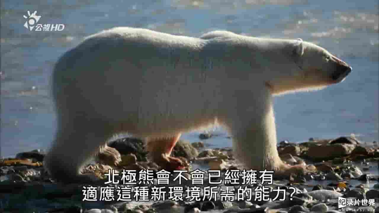 法国纪录片《北极熊的生存之道 Evolution of the Polar Bear 2015》全1集