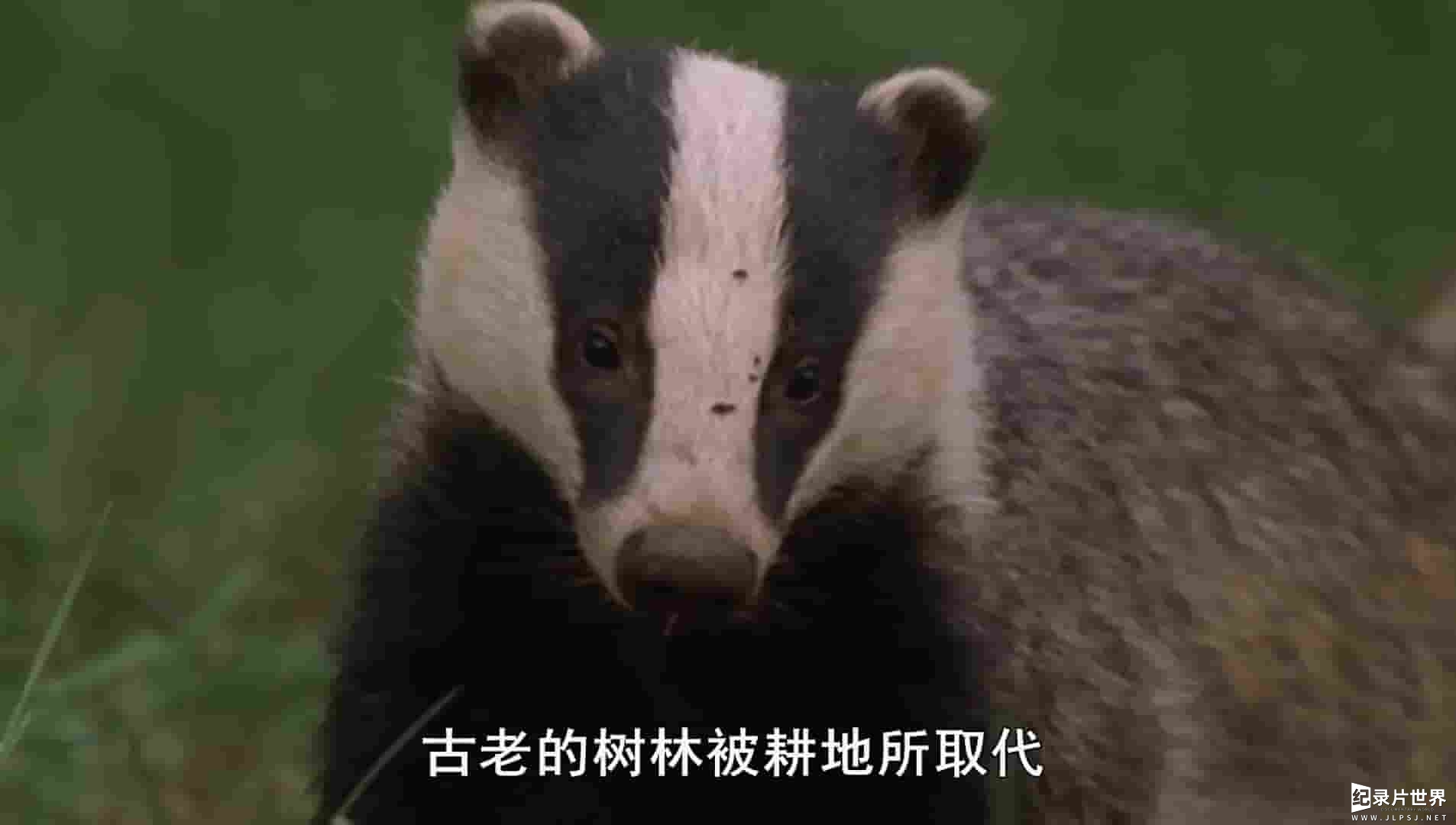 BBC纪录片/自然世界《狗獾：洞穴内的秘密/獾洞秘密 Badgers: Secrets of the Sett 2008》全1集