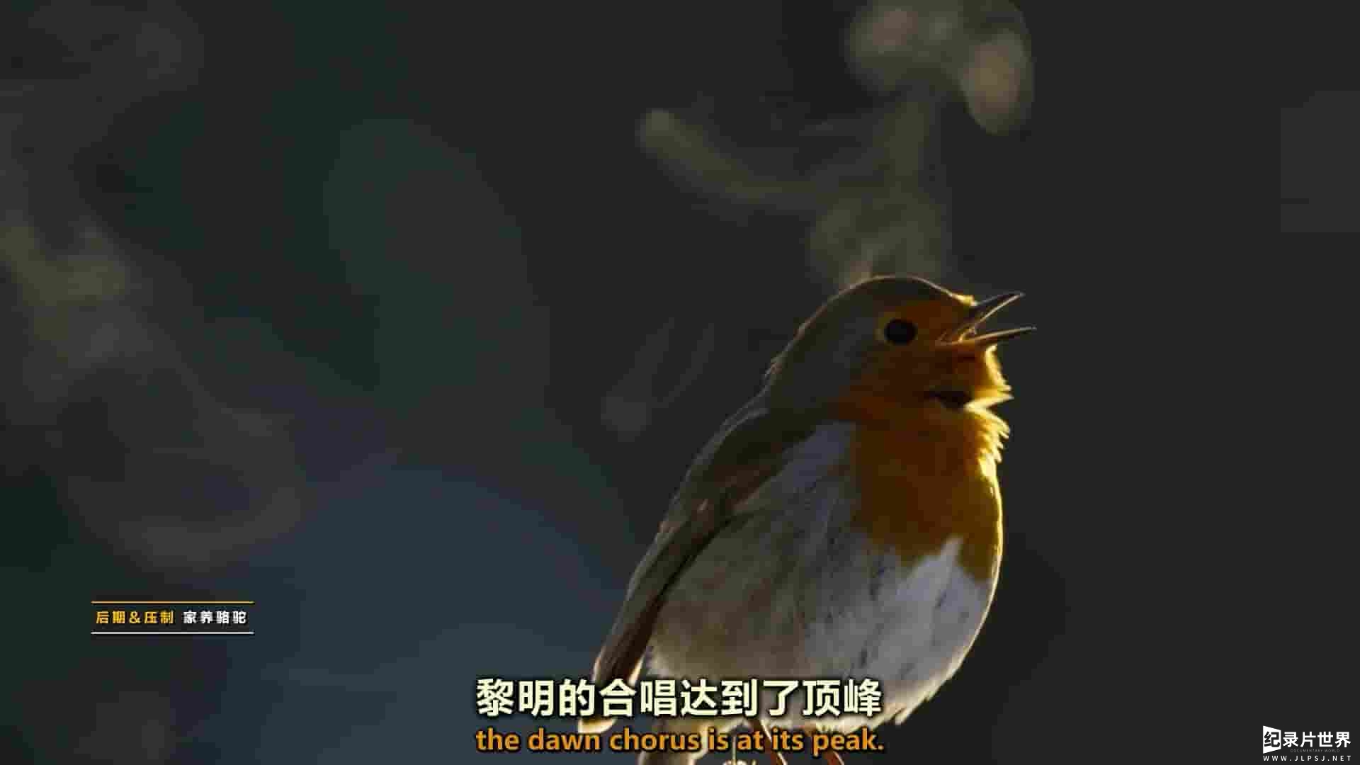  BBC纪录片《大卫·爱登堡：歌声奇迹 Attenborough’s Wonder of Song 2022》全1集