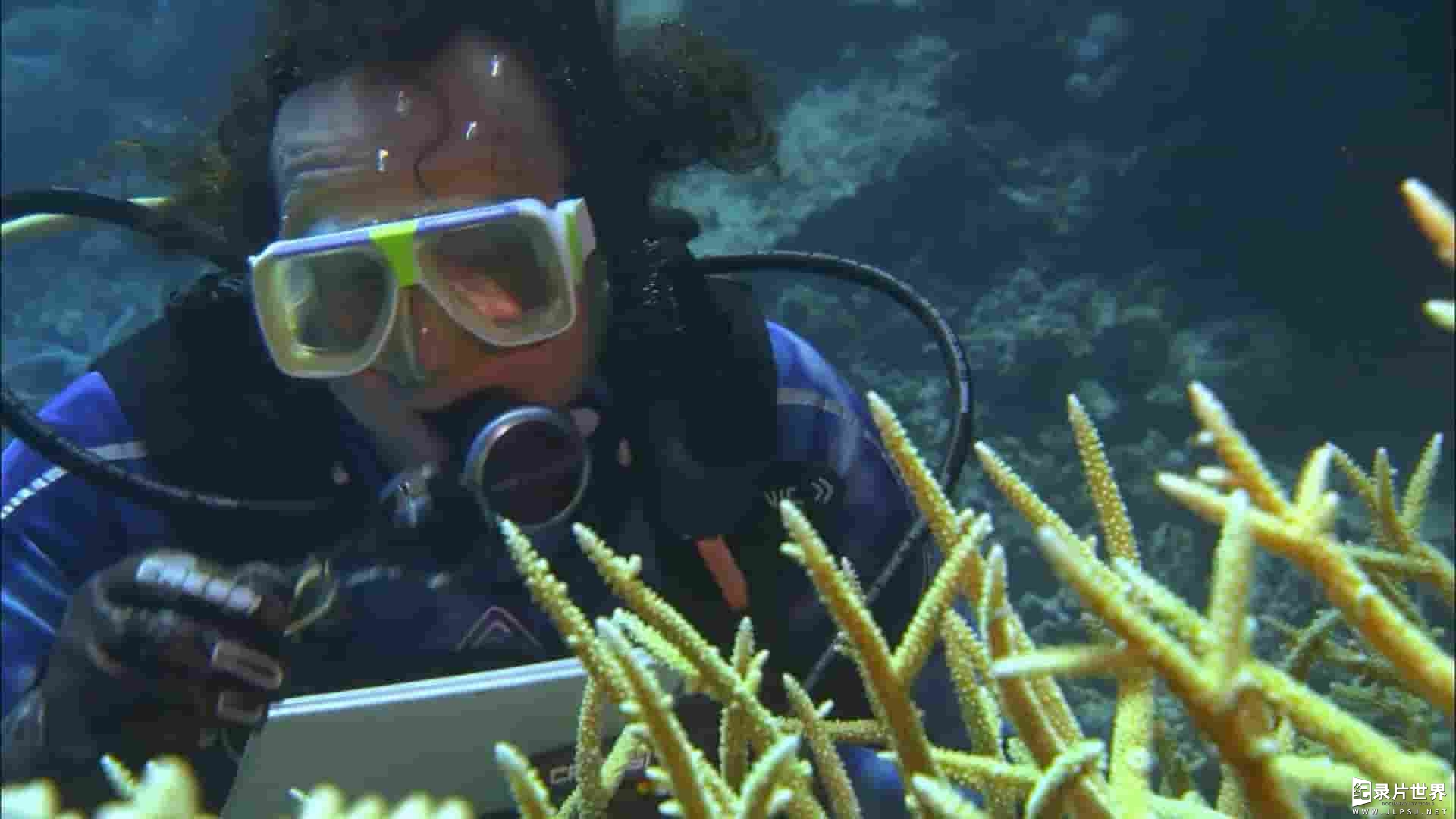 NHK纪录片《大堡礁上的月亮魔咒 The Moon’s Spell On The Great Barrier Reef 2014》全1集