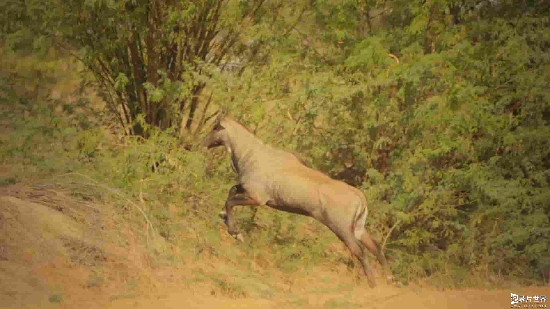 探索频道《塔尔：印度的大沙漠 Thar: India’s Great Desert 2022》全1集 