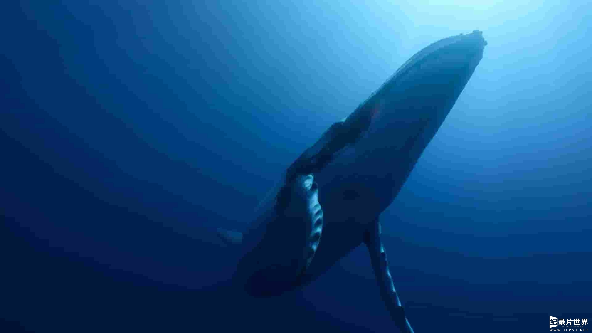 英国纪录片《史蒂夫与鲸鱼 Whale with Steve Backshall 2023》全4集 