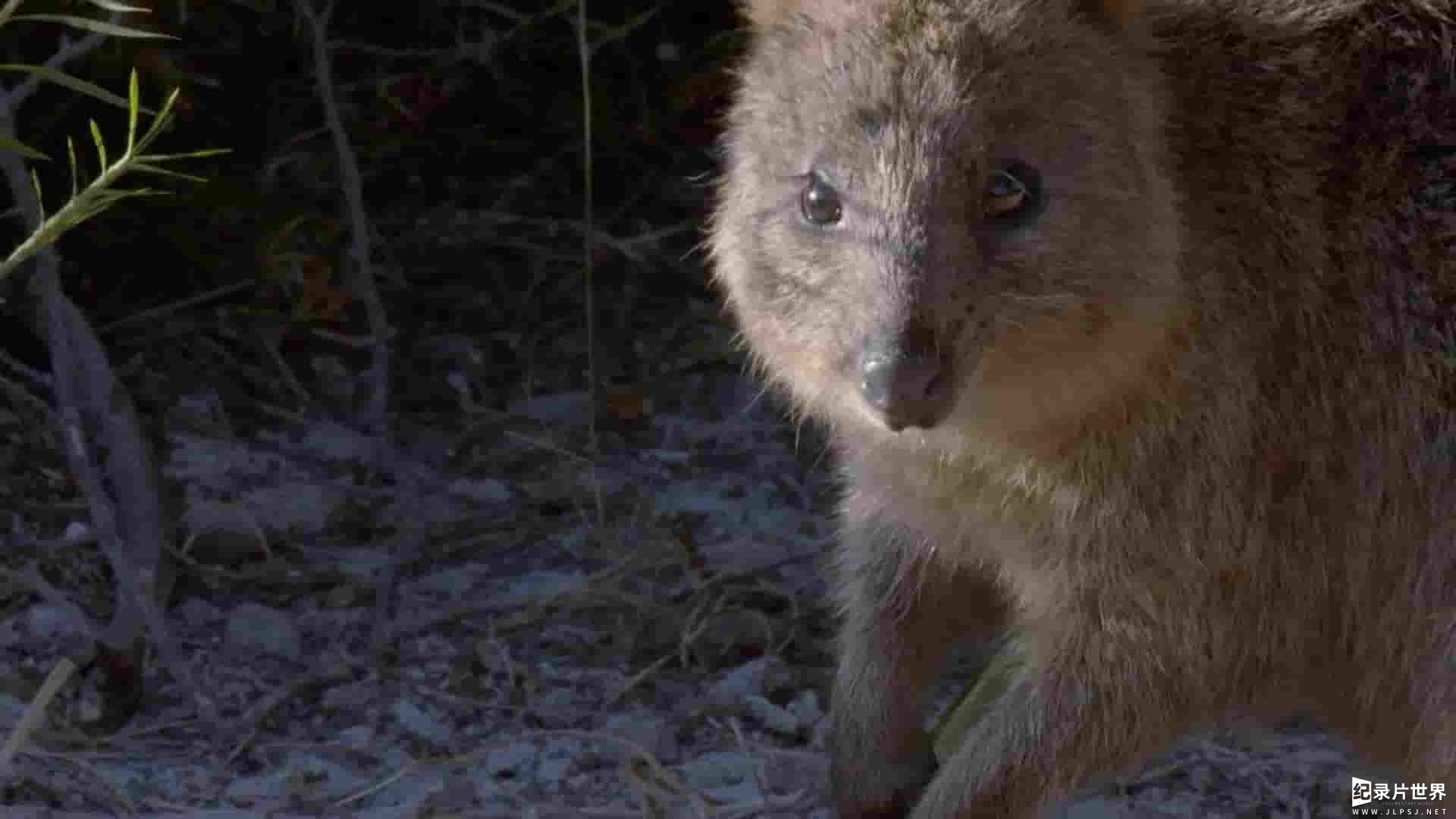 Curiosity纪录片《洛特尼斯岛：短尾矮袋鼠的王国 Rottnest Island：Kingdom Of The Quokka 2018》全2集 