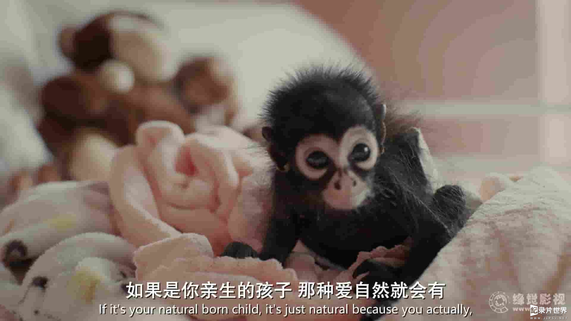 HBO纪录片《黑猩猩热 Chimp Crazy 2024》全4集