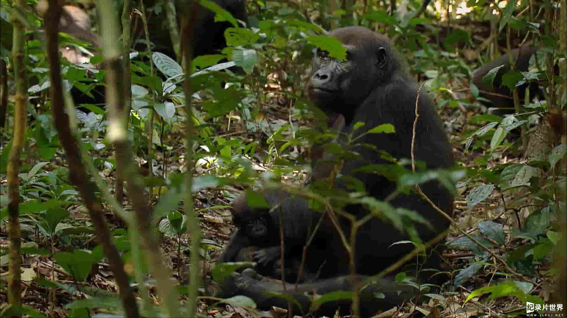 美国纪录片《刚果的神话：不归河 Myths of the Congo:River of No Return 2014》全2集